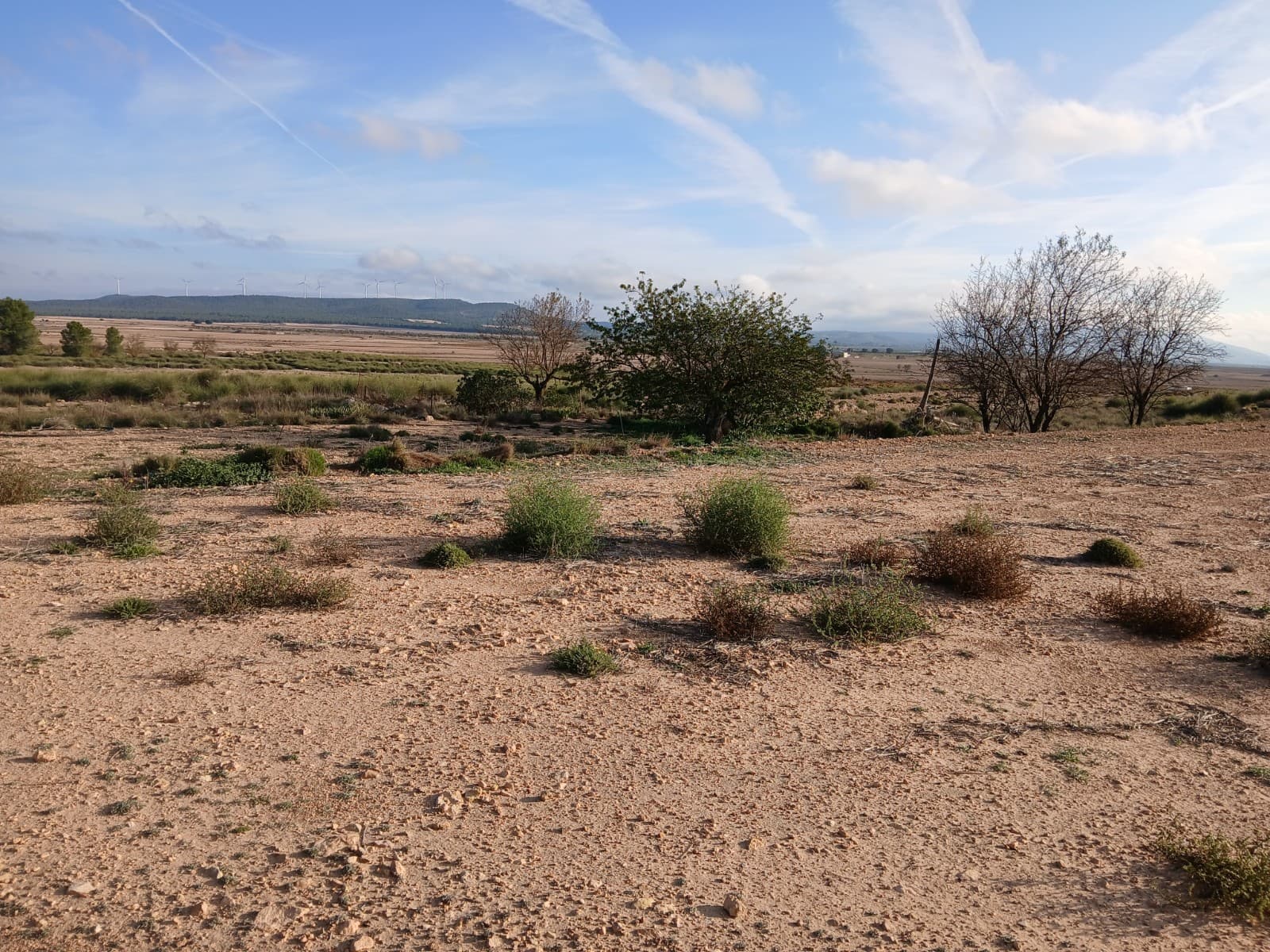 2.5 hectares of land for sale in Yecla 15-20 minutes' drive from the city centre. Possibility to connect water and electricity. The tap for irrigation water is already there, but currently not connected. You can put a caravan, chalet or container house here or plant olive trees, for example. If you want to be off-grid solar panels with battery is also an option.