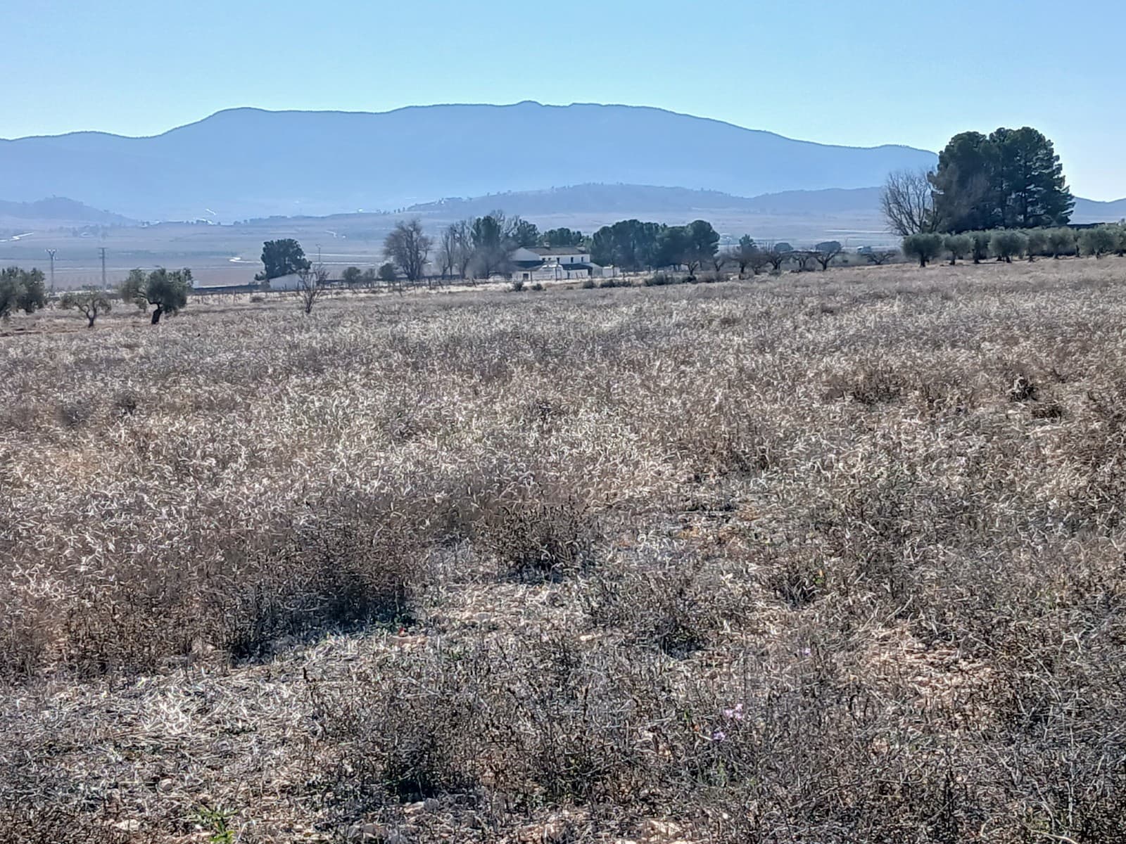 Nice flat rectangular plot with water and power point in Yecla, Murcia. Ideal for building your own dream home!