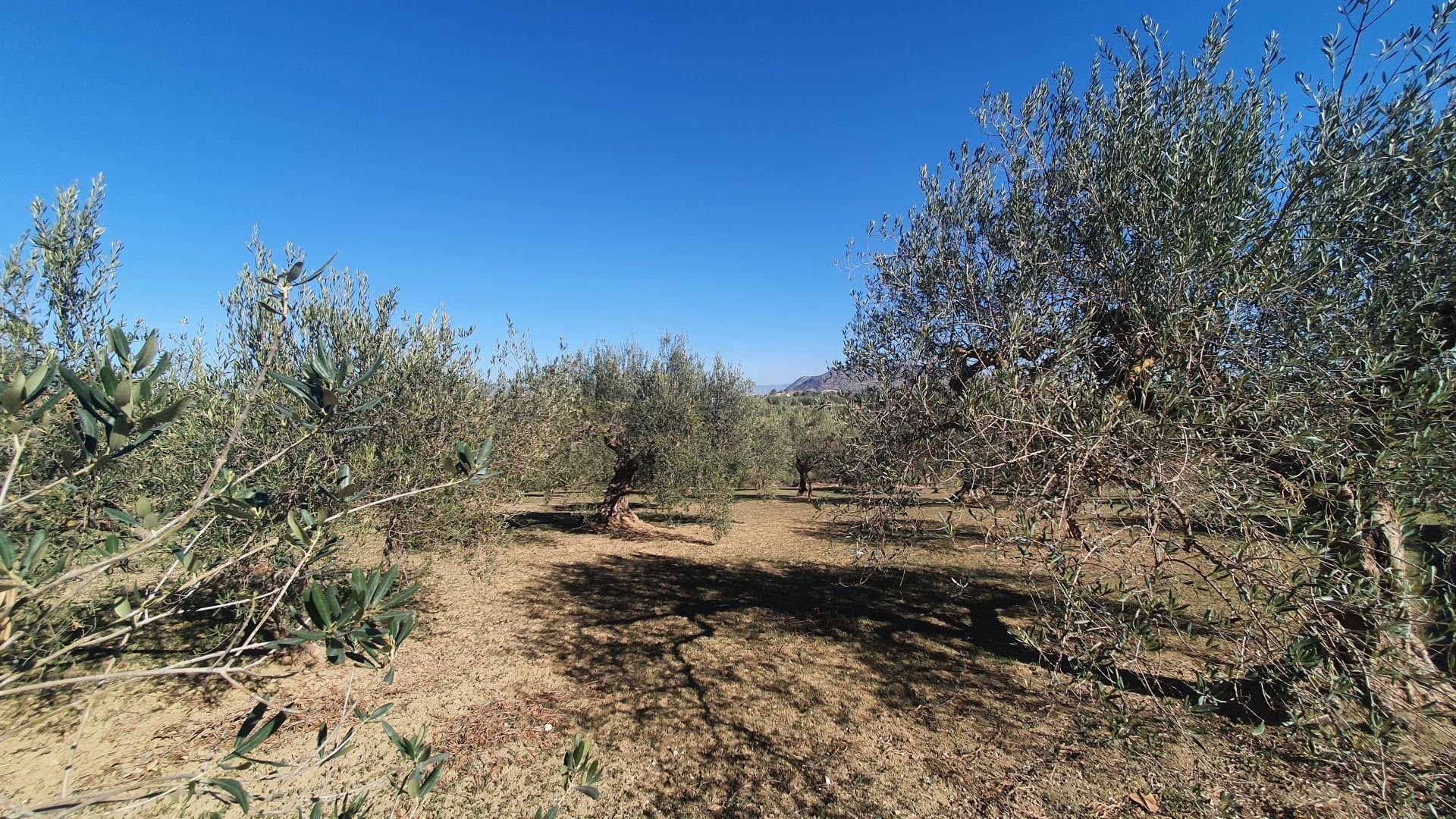 Beautiful rustic plot, located in the picturesque area of Alhaurín El Grande, comprising 5,309m² of serenity and nature. The plot has a gentle slope that is barely noticeable, giving the feeling of spaciousness and facilitating the use of the land. It benefits from an excellent orientation, which allows you to fully enjoy the sunlight and maximize the agricultural potential. From its privileged position, you can see open views of the countryside and the valley. Whether you are looking for a place to grow your own produce, or create a corner of peace and tranquillity, this is an ideal plot of land.