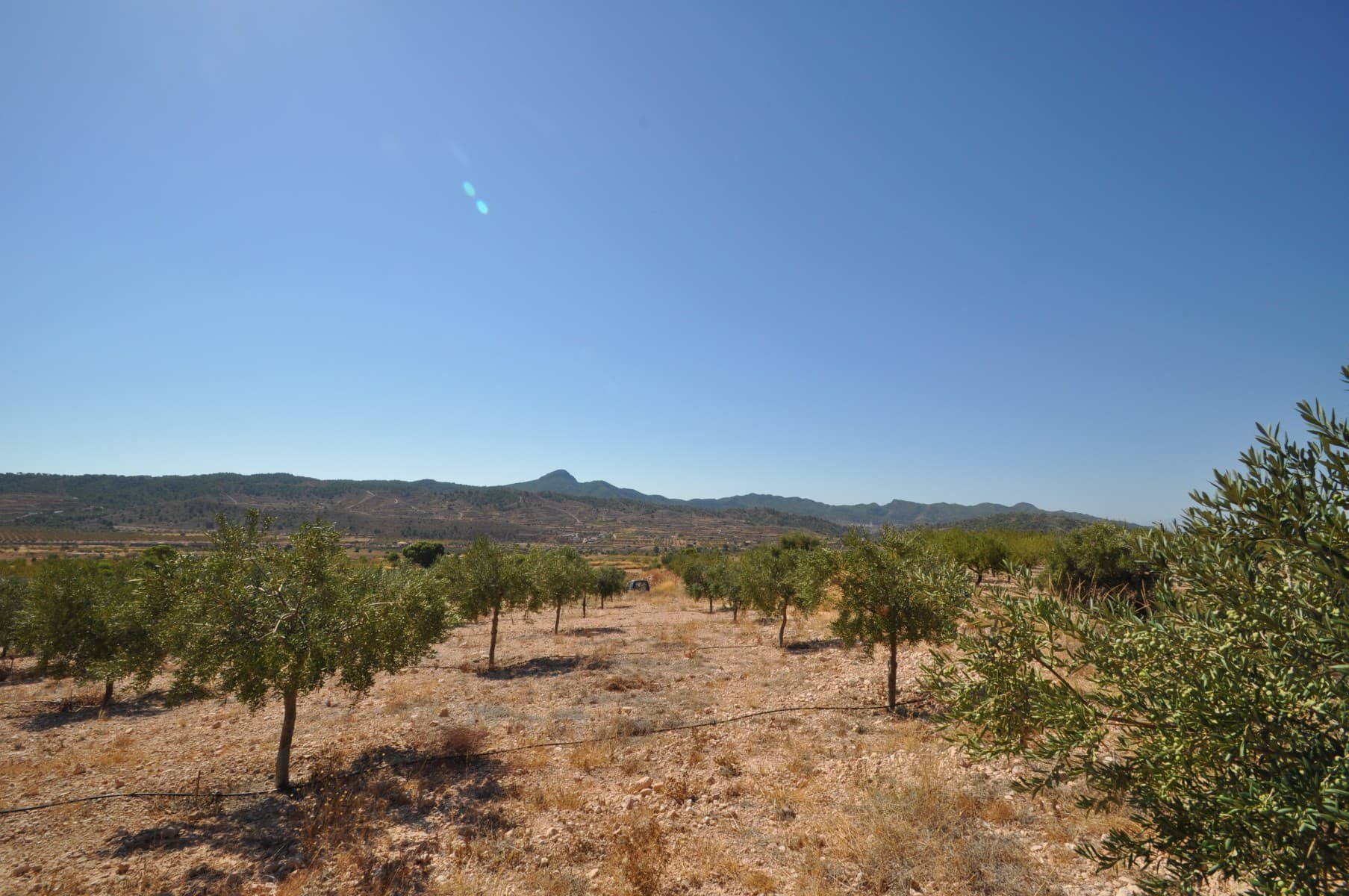 Incredible opportunity! A lovely 17000m2 building plot near Macisvenda with beautiful views.It has new olive trees and is a lovely setting. The plot comes with irrigation water but has no electricity. It can be split into 3 plots and three separate properties can be built. A new solar system for 3 KW can be installed for about 6000 euros, larger systems are also available. We have lots of build designs to choose from if you would like this option.Macisvenda is a lovely quiet village less than ten minutes drive into the beautiful town of Hondon de las Frailes with its beautiful bars and restaurants. Its a very international area, with people from different nationalites choosing this very traditional and picturesque area to live in. We are specialists in the Costa Blanca and Costa Calida specialising in the Alicante and Murcia Inland regions with a particular emphasis on Elda, Pinoso, Aspe, Elche and surrounding areas. We are an established, well known and trusted company that has built a solid reputation amongst buyers and sellers since we began trading in 2004. We offer a complete service with no hidden charges or surprises, starting with sourcing the property, right through to completion, and an unrivalled after sales service which includes property management, building services, and general help and advice to make your new house a home. With a portfolio of well over 1400 properties for sale, we are confident that we can help, so just let us know your preferred property, budget and location, and we will do the rest.