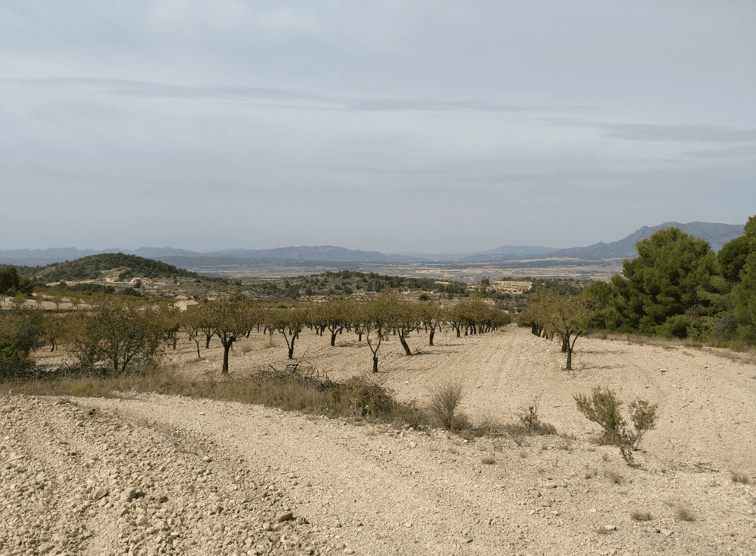 Plot of 5,020 square meters in terms of Abanilla. It has some fruit trees such as almond and olive trees. It is buildable. It has the possibility to put water and electricity.We are specialists in the Costa Blanca and Costa Calida specialising in the Alicante and Murcia Inland regions with a particular emphasis on Elda, Pinoso, Aspe, Elche and surrounding areas. We are an established, well known and trusted company that has built a solid reputation amongst buyers and sellers since we began trading in 2004. We offer a complete service with no hidden charges or surprises, starting with sourcing the property, right through to completion, and an unrivalled after sales service which includes property management, building services, and general help and advice to make your new house a home. With a portfolio of well over 1400 properties for sale, we are confident that we can help, so just let us know your preferred property, budget and location, and we will do the rest.