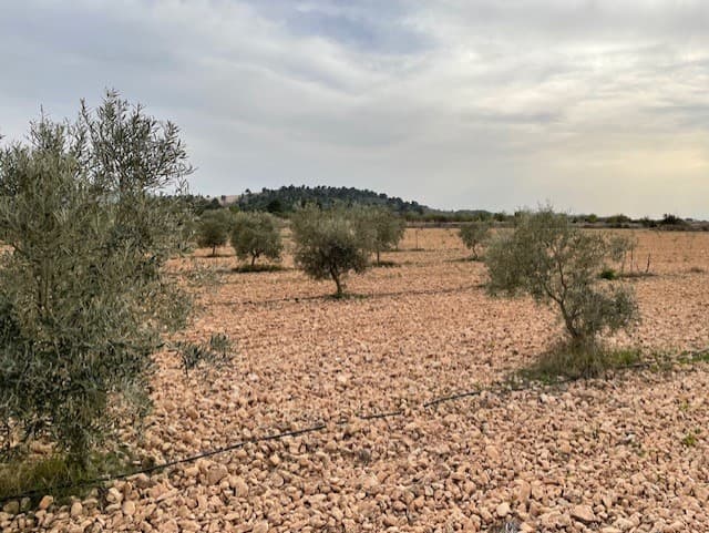 Building land with wonderful 360º landscape.It has irrigation water (5 actions and 2 points for its supply). A total 3,750,000 litres per year allowed to be used on this plot! Good quality land for all types of crops, it has 250 olive trees in production and about 60 fruit trees: fig trees, walnut trees, apple trees, cherry trees, plum trees,...).Asphalt road up to about 200 meters from the farm and a good access gravel road.There are several inhabited houses not far away and it is a very quiet area.Single-family homes (5%) and agricultural and industrial buildings (40%) of the total plot can be built according to current regulations. 20,000 m² are needed to build in the municipality of Yecla (on the same plot or linking it to others). It is also segregable, (minimum 2,500 m²).The land is located in the Paraje de Las Gamellejas, near exit 41 of the A-33 motorway, about 10km from Yecla.It is the perfect place to settle in a rural and quiet environment without leaving all the services that we may need at some point.The plot comes written confirmation that the plot can be built upon (cedula urbanistica). The plot can also be split into two separate building plots. Great opportunity for investment.We are specialists in the Costa Blanca and Costa Calida specialising in the Alicante and Murcia Inland regions with a particular emphasis on Elda, Pinoso, Aspe, Elche and surrounding areas. We are an established, well known and trusted company that has built a solid reputation amongst buyers and sellers since we began trading in 2004. We offer a complete service with no hidden charges or surprises, starting with sourcing the property, right through to completion, and an unrivalled after sales service which includes property management, building services, and general help and advice to make your new house a home. With a portfolio of well over 1400 properties for sale, we are confident that we can help, so just let us know your preferred property, budget and location, and we will do the rest.
