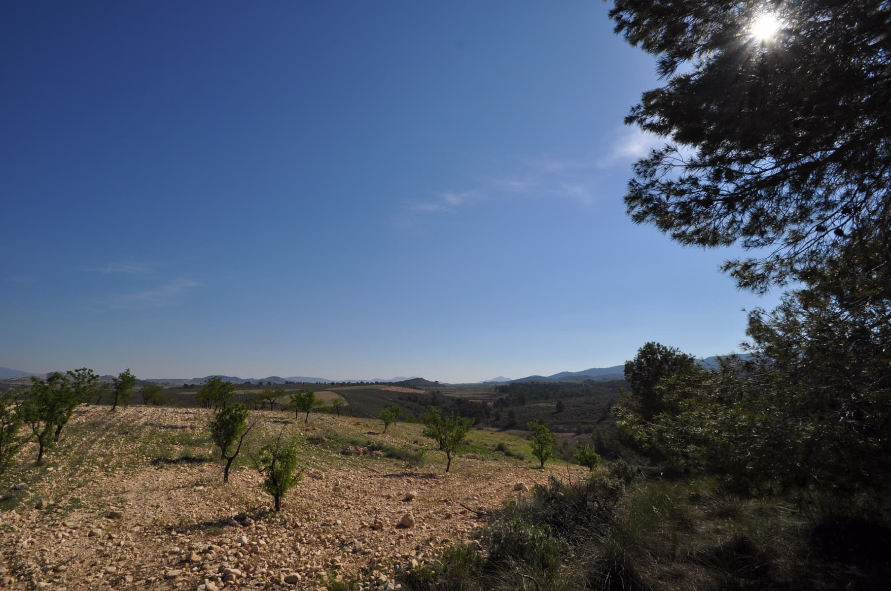 This plot is located in the stunning location of La zarza and is set on the edge of the National park of Sierra De La Plia. With walking and cycling track in abundance in this area makes it popular with tourests and locals alike. The plots will come with written confirmtion from the town hall that the plots can be built on along with written confirmation that mains water and electricity are possible to the plot (quotes also available). In this area the town hall allow the following builds. Single level properties upto 250m2 and two level of 200m2 and 200m2. If this looks and sounds like the plot for you click on the link below to arrange your viewing today.We are specialists in the Costa Blanca and Costa Calida specialising in the Alicante and Murcia Inland regions with a particular emphasis on Elda, Pinoso, Aspe, Elche and surrounding areas. We are an established, well known and trusted company that has built a solid reputation amongst buyers and sellers since we began trading in 2004. We offer a complete service with no hidden charges or surprises, starting with sourcing the property, right through to completion, and an unrivalled after sales service which includes property management, building services, and general help and advice to make your new house a home. With a portfolio of well over 1400 properties for sale, we are confident that we can help, so just let us know your preferred property, budget and location, and we will do the rest.