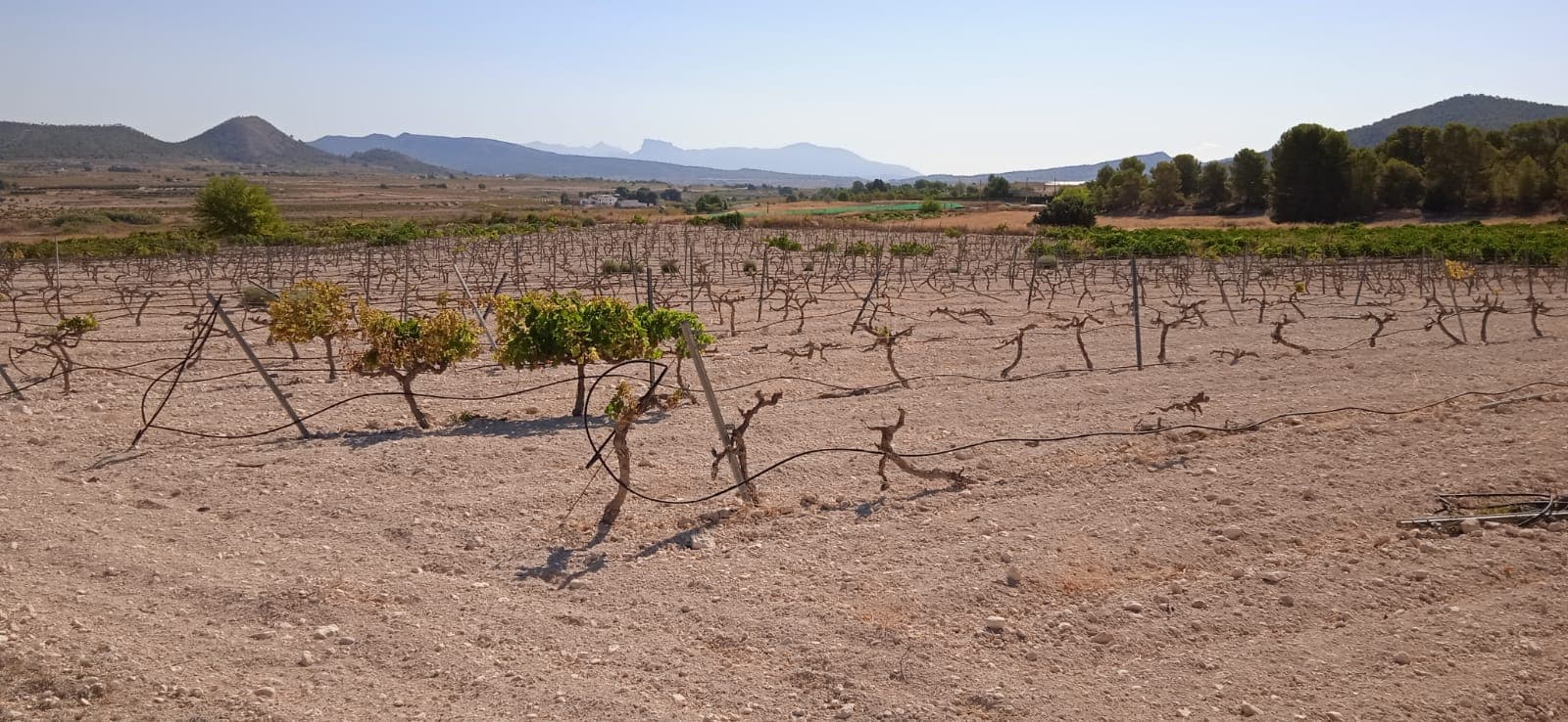 An opportunity to pick up a great value plot set just outside the village of Ubeda, Pinoso. The plot has just over 10,000 m² in a nice flat plot which is ideal for building upon and also for keeping horses. The property comes with irrigation water included in the price and drinking is available at the neighbours property. Electric point is available at the neighbours property to connect - we also have competitive suppliers for solar systems who can provide a 5000 W system supplied and fitted for €7000. In this area you can build 2% of the plot size add two levels, this means that you can build approximately 420 metre square house over 2 levels.We have been living and working in the area since 2004 and as such have an excellent network of contacts including architects, builders, trades, et cetera we are here to help you every step of the way to designing and building your new dream home. We make sure that the entire process is smooth and hassle free - giving you total peace of mind. With us you are in safe hands. If you'd like to know more about this plot or our design and build services please don't get hesitate to get in touch.With various builders and plots to choose from, we are sure to help you create your new perfect time.Contact us now to view this and other potential building plots for your new project..We are specialists in the Costa Blanca and Costa Calida specialising in the Alicante and Murcia Inland regions with a particular emphasis on Elda, Pinoso, Aspe, Elche and surrounding areas. We are an established, well known and trusted company that has built a solid reputation amongst buyers and sellers since we began trading in 2004. We offer a complete service with no hidden charges or surprises, starting with sourcing the property, right through to completion, and an unrivalled after sales service which includes property management, building services, and general help and advice to make your new house a home. With a portfolio of well over 1400 properties for sale, we are confident that we can help, so just let us know your preferred property, budget and location, and we will do the rest.