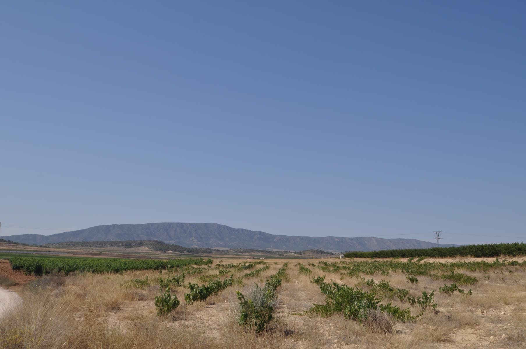 A plot of land with riego water situated in a quiet, peaceful location within a short distance from the town of Pinoso.We are specialists in the Costa Blanca and Costa Calida specialising in the Alicante and Murcia Inland regions with a particular emphasis on Elda, Pinoso, Aspe, Elche and surrounding areas. We are an established, well known and trusted company that has built a solid reputation amongst buyers and sellers since we began trading in 2004. We offer a complete service with no hidden charges or surprises, starting with sourcing the property, right through to completion, and an unrivalled after sales service which includes property management, building services, and general help and advice to make your new house a home. With a portfolio of well over 1400 properties for sale, we are confident that we can help, so just let us know your preferred property, budget and location, and we will do the rest.