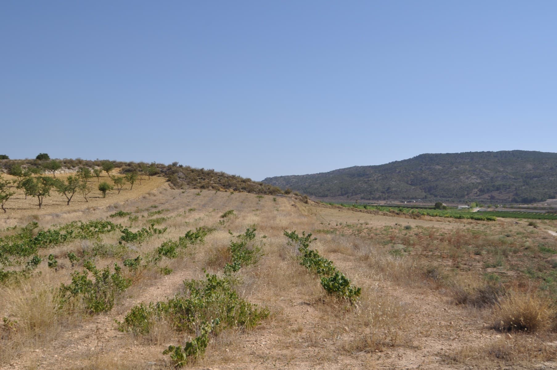 A plot of land with riego water situated in a quiet location close to the town of Pinoso.We are specialists in the Costa Blanca and Costa Calida specialising in the Alicante and Murcia Inland regions with a particular emphasis on Elda, Pinoso, Aspe, Elche and surrounding areas. We are an established, well known and trusted company that has built a solid reputation amongst buyers and sellers since we began trading in 2004. We offer a complete service with no hidden charges or surprises, starting with sourcing the property, right through to completion, and an unrivalled after sales service which includes property management, building services, and general help and advice to make your new house a home. With a portfolio of well over 1400 properties for sale, we are confident that we can help, so just let us know your preferred property, budget and location, and we will do the rest.