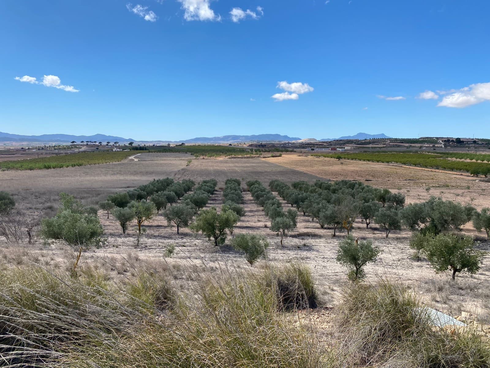This exceptional property spans 20,357 square metres and features a small cave house, offering a unique blend of rustic charm and potential development opportunities. Divided into two sections, the first parcel encompasses 5,152 square metres and boasts flourishing olive trees, while the second parcel, measuring 15,205 square metres, awaits your creative vision.With the possibility of construction up to 2% of the total land area, this property presents exciting prospects for expansion or development. Additionally, the plot benefits from irrigation water, ensuring the continued vitality of any agricultural endeavours, and has access to electricity nearby, facilitating potential construction projects.We have a large portfolio of properties in the Costa Blanca and Costa Calida areas, specialising in country properties, villas, fincas, building plots and design and build options in the Alicante and Murcia regions with a particular emphasis on Elda, Monovar, Pinoso, Sax, Villena, Aspe, Fortuna, Albacete and many more surrounding areas. We have been established since 2004 and have decades of experience between the team which we bring to bear to help you find and secure your new dream home. We help you every step of the way to make sure your purchase in Spain is safe and hassle free. We are not here to sell you a property, we are here to help you realise your dream and find what is right for you. With us you are in the safest hands. Contact us now to have a no obligation chat about how you too can realise your dreams.