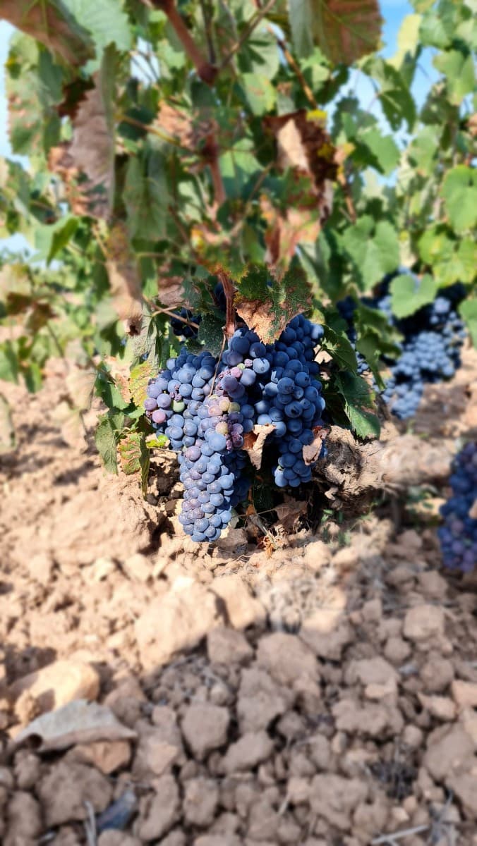 **Exceptional Mature Vineyard for Sale Near Pinoso**Discover a unique opportunity to own a fully productive, mature vineyard covering 69.811 square meters. This property features a complete underground irrigation system, ensuring optimal grape cultivation throughout the seasons.Located just 800 meters from the charming town of Pinoso, you'll have convenient access to all daily amenities. Pinoso is also situated on Alicante's renowned wine route, making it an ideal location for wine enthusiasts and professionals alike.Enjoy stunning views of the surrounding countryside. This vineyard not only offers the chance to become your own winemaker but is also part of a region celebrated for producing award-winning wines locally.Whether you're looking to expand your agricultural portfolio or fulfill a lifelong dream of vineyard ownership, this property provides the perfect setting to live your dream and engage in the thriving wine community of Alicante.For more information or to schedule a viewing, please contact us.We have been living and working in the area since 2004 and as such have an excellent network of contacts including architects, builders, trades, et cetera we are here to help you every step of the way to designing and building your new dream home. We make sure that the entire process is smooth and hassle free - giving you total peace of mind. With us you are in safe hands. If you'd like to know more about this plot or our design and build services please don't get hesitate to get in touch.We are specialists in the Costa Blanca and Costa Calida specialising in the Alicante and Murcia Inland regions with a particular emphasis on Elda, Pinoso, Aspe, Elche and surrounding areas. We are an established, well known and trusted company that has built a solid reputation amongst buyers and sellers since we began trading in 2004. We offer a complete service with no hidden charges or surprises, starting with sourcing the property, right through to completion, and an unrivalled after sales service which includes property management, building services, and general help and advice to make your new house a home. With a portfolio of well over 1400 properties for sale, we are confident that we can help, so just let us know your preferred property, budget and location, and we will do the rest.