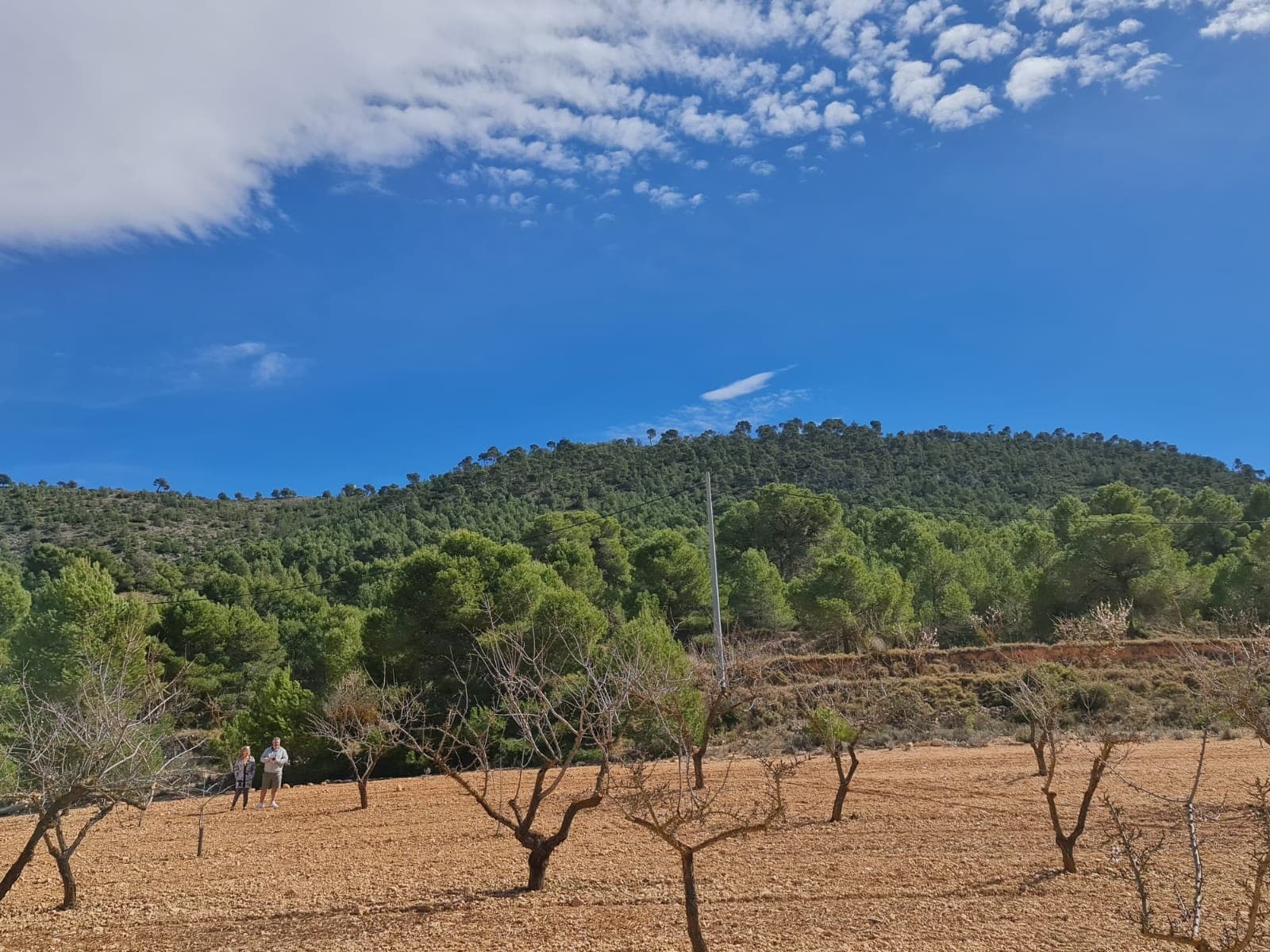 Introducing a prime opportunity to own a slice of tranquility in the countryside. This expansive plot of land spans an impressive 14,546 square meters, offering ample space for your vision to unfold. Dotted with mature almond trees, the landscape presents a picturesque backdrop for your future abode.Convenience meets potential with water and electricity connections nearby, easing the process of bringing your dream home to life. With its generous size exceeding 10,000 square meters, take advantage of the permissible build allowance of up to 2%, ensuring ample space for your aspirations.Seize the opportunity to craft your ideal retreat amidst nature's embrace. Whether envisioning a sprawling estate or a quaint countryside getaway, this parcel of land provides the canvas for your dreams to flourish. Don't miss out—claim your stake and begin building your dream home today.We have a large portfolio of properties in the Costa Blanca and Costa Calida areas, specialising in country properties, villas, fincas, building plots and design and build options in the Alicante and Murcia regions with a particular emphasis on Elda, Monovar, Pinoso, Sax, Villena, Aspe, Fortuna, Albacete and many more surrounding areas. We have been established since 2004 and have decades of experience between the team which we bring to bear to help you find and secure your new dream home. We help you every step of the way to make sure your purchase in Spain is safe and hassle free. We are not here to sell you a property, we are here to help you realise your dream and find what is right for you. With us you are in the safest hands. Contact us now to have a no obligation chat about how you too can realise your dreams.
