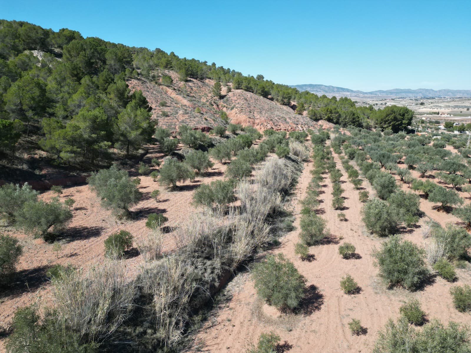 Welcome to an inviting opportunity for agricultural pursuits! This plot of land spans 2,000 square meters, offering fertile ground for cultivating crops and embracing a sustainable farming lifestyle.Nestled in the countryside, this plot provides an ideal setting for agricultural endeavours. Whether you envision growing vegetables, fruits, or flowers, this land offers ample space to bring your farming aspirations to life.With its manageable size, this plot is perfect for individuals or families looking to establish a small-scale agricultural operation. Embrace the opportunity to cultivate the land and enjoy the rewards of your harvests in this picturesque rural setting.Don't miss out on the chance to make your mark on this fertile plot – schedule a viewing today and start planning your agricultural venture.We have a large portfolio of properties in the Costa Blanca and Costa Calida areas, specialising in country properties, villas, fincas, building plots and design and build options in the Alicante and Murcia regions with a particular emphasis on Elda, Monovar, Pinoso, Sax, Villena, Aspe, Fortuna, Albacete and many more surrounding areas. We have been established since 2004 and have decades of experience between the team which we bring to bear to help you find and secure your new dream home. We help you every step of the way to make sure your purchase in Spain is safe and hassle free. We are not here to sell you a property, we are here to help you realise your dream and find what is right for you. With us you are in the safest hands. Contact us now to have a no obligation chat about how you too can realise your dreams.