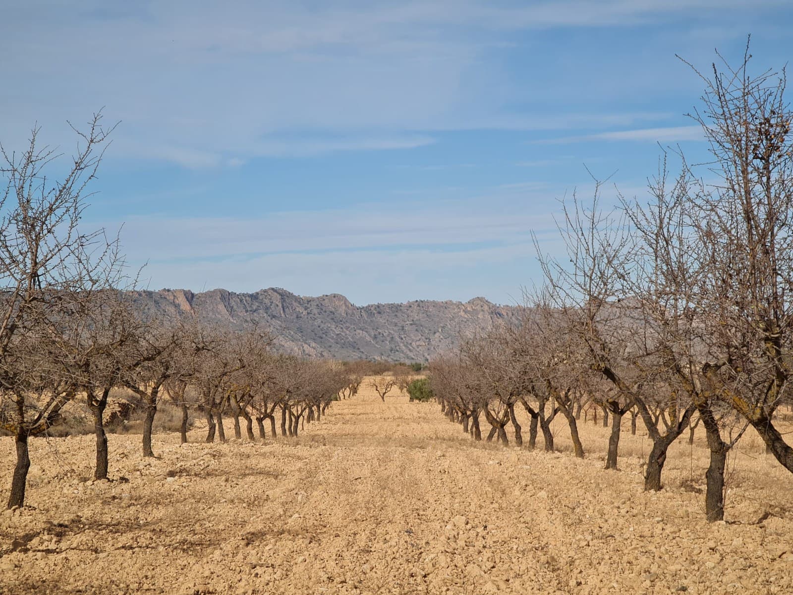 Beautiful plot of land for sale of 9,973 square metres. With good access road, great panoramic views and within walking distance of the quiet but pretty village of Raspay. The plot is planted with mature almond trees. The plot as it stands cannot be built upon as you need 20,000m2 to build in the area of Yecla.  However, we have othe plots that can be aquired and linked to this plot so that it can be built upon - ask us for more details.  This plot is located approximately 12 mins outside the town of Pinoso and 2 mins from the village of Rasapy - walkin g distance to the local bar/restaurant. No Electric at the plot, but we have competitive suppliers for solar systems who can provide a 5000 Watt system supplied and fitted for approx €7,000. Water is also available in the area (adjoining plot has water) - price to be confirmed. We have been living and working in the area since 2004 and as such have an excellent network of contacts including architects, builders, trades, et cetera we are here to help you every step of the way to designing and building your new dream home. We make sure that the entire process is smooth and hassle free - giving you total peace of mind. With us you are in safe hands. If you'd like to know more about this plot or our design and build services please don't get hesitate to get in touch.If you liked this property, do not hesitate to contact us to organize a visit, we will be happy to help you!We are specialists in the Costa Blanca and Costa Calida specialising in the Alicante and Murcia Inland regions with a particular emphasis on Elda, Pinoso, Aspe, Elche and surrounding areas. We are an established, well known and trusted company that has built a solid reputation amongst buyers and sellers since we began trading in 2004. We offer a complete service with no hidden charges or surprises, starting with sourcing the property, right through to completion, and an unrivalled after sales service which includes property management, building services, and general help and advice to make your new house a home. With a portfolio of well over 1400 properties for sale, we are confident that we can help, so just let us know your preferred property, budget and location, and we will do the rest.