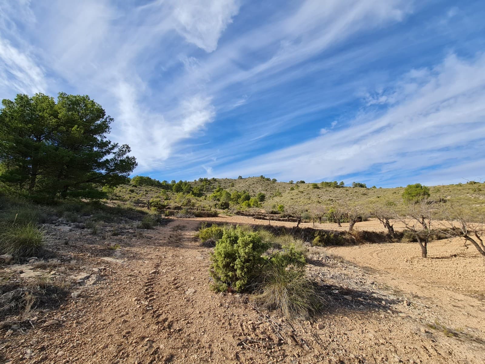Beautiful plot of land for sale of approx 5,000m2 square metres. Access is via a track road, but the views are well worth the drive up.  The plot offers great panoramic views and within walking distance of the quiet but pretty village of Raspay. The plot is planted with mature almond and pine trees and sits on the base of the regional park. The plot as it stands cannot be built upon as you need 20,000m2 to build in the area of Yecla. However, we have othe plots that can be aquired and linked to this plot so that it can be built upon - ask us for more details.This plot is located approximately 12 mins outside the town of Pinoso and 5 mins from the village of Rasapy - walkable distance to the local bar/restaurant. No Electric at the plot, but we have competitive suppliers for solar systems who can provide a 5000 Watt system supplied and fitted for approx €7,000. Water would need to be a deposit We have been living and working in the area since 2004 and as such have an excellent network of contacts including architects, builders, trades, et cetera we are here to help you every step of the way to designing and building your new dream home. We make sure that the entire process is smooth and hassle free - giving you total peace of mind. With us you are in safe hands. If you'd like to know more about this plot or our design and build services please don't get hesitate to get in touch.If you liked this property, do not hesitate to contact us to organize a visit, we will be happy to help you!We are specialists in the Costa Blanca and Costa Calida specialising in the Alicante and Murcia Inland regions with a particular emphasis on Elda, Pinoso, Aspe, Elche and surrounding areas. We are an established, well known and trusted company that has built a solid reputation amongst buyers and sellers since we began trading in 2004. We offer a complete service with no hidden charges or surprises, starting with sourcing the property, right through to completion, and an unrivalled after sales service which includes property management, building services, and general help and advice to make your new house a home. With a portfolio of well over 1400 properties for sale, we are confident that we can help, so just let us know your preferred property, budget and location, and we will do the rest.