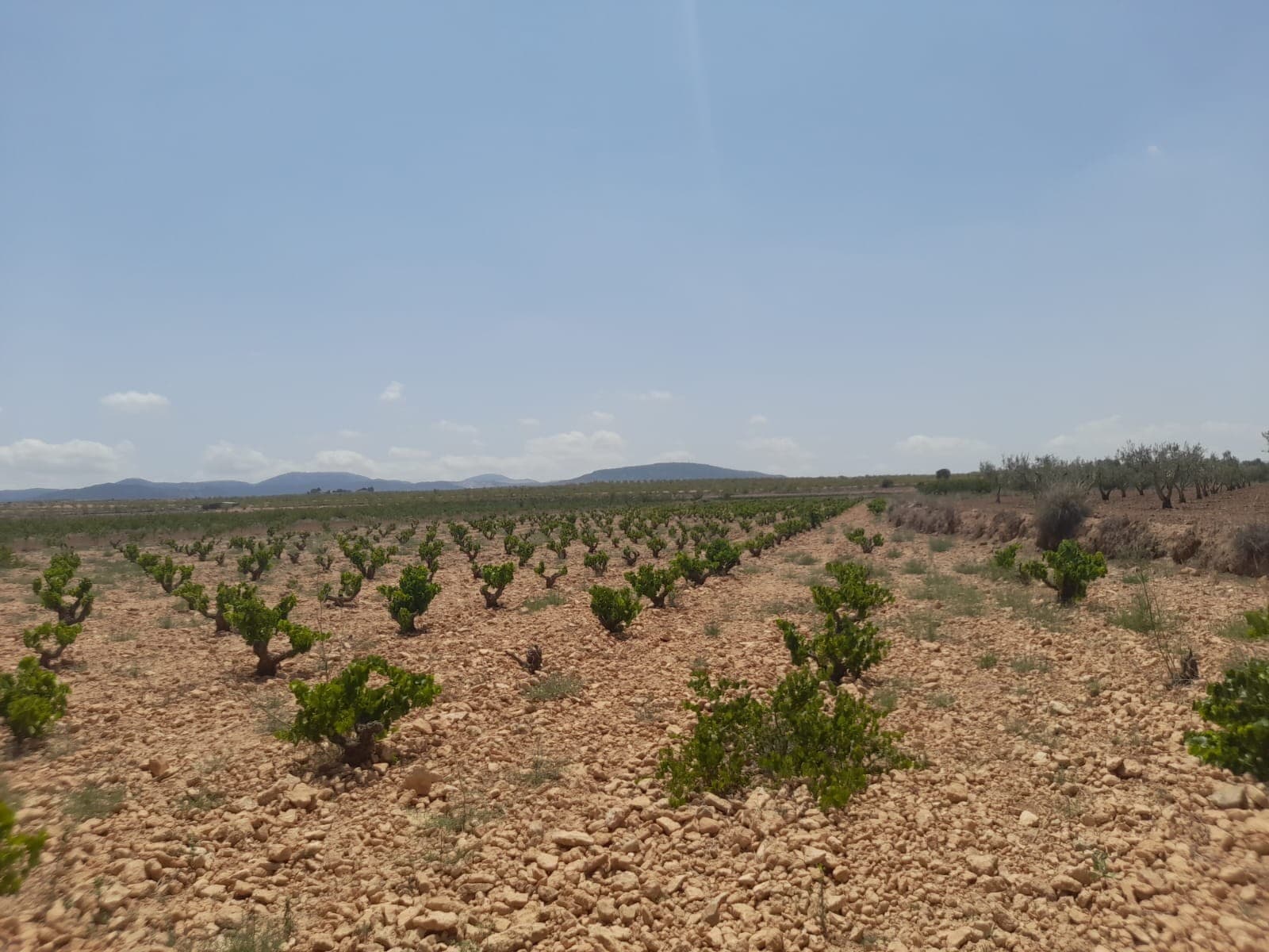 Lovely plot located approximately 5 minutes from the town of Pinoso offering beautiful views over the surrounding vineyards orchards and Regional Park. The plot comes with irrigation water included in the price, this is delivered on the mains pressure and can be used for washing bathing cleaning etc - officially you are not allowed to drink it although many clients have fitted A osmosis system with a UV philtre in order to change it to drinkable use. The plot comes with a certificate to confirm that it can be built on. In this area you can build 2% of the plot size and you can go up two levels. In pinoso you can find all your day-to-day facilities including bars, restaurants, 24 hour medical centre with an ambulance service supermarkets, schools, wine bodega's and much much more.We have been designing and building houses in the area for 20 years now as such we have a wealth of knowledge and experience which we can bring to bear in helping you realise your new dream home. We are here to help you as much or as little as you need - whether it's to just buy the plot to actually building and delivering your new dream home - we can help you and guide you every step of the way to make sure you realise your dream to time and budget.We have our own in-house builder who can do the work for you. However you are not tide to us in any way as we work with all the builders in the area thus giving you total flexibility and choice. In addition, should you decide to build with another builder we offer a project management service should you need it.If you wish to view this plot or other building plots that we have in our books please don't hesitate to get in touch - with us you run the safest hands. We look forward to helping you realise your new dream home.If you liked this property, do not hesitate to contact us to organize a visit, we will be happy to help you!