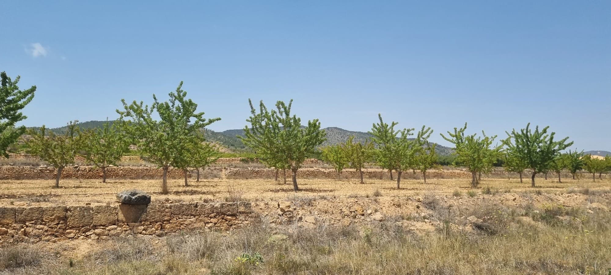 Lovely plot located approximately 10 minutes from the town of Yecla offering beautiful views over the surrounding vineyards orchards and Regional Park. Please note you need 20,000m2 to build in this area - we can help you find smaller plots to join to this plot.If you wish to view this plot or other building plots that we have in our books please don't hesitate to get in touch - with us you run the safest hands. We look forward to helping you realise your new dream home. We have a large portfolio of properties in the Costa Blanca and Costa Calida areas, specialising in country properties, villas, fincas, building plots and design and build options in the Alicante and Murcia regions with a particular emphasis on Elda, Monovar, Pinoso, Sax, Villena, Aspe, Fortuna, Albacete and many more surrounding areas. We have been established since 2004 and have decades of experience between the team which we bring to bear to help you find and secure your new dream home. We help you every step of the way to make sure your purchase in Spain is safe and hassle free. We are not here to sell you a property, we are here to help you realise your dream and find what is right for you. With us you are in the safest hands. Contact us now to have a no obligation chat about how you too can realise your dreams.
