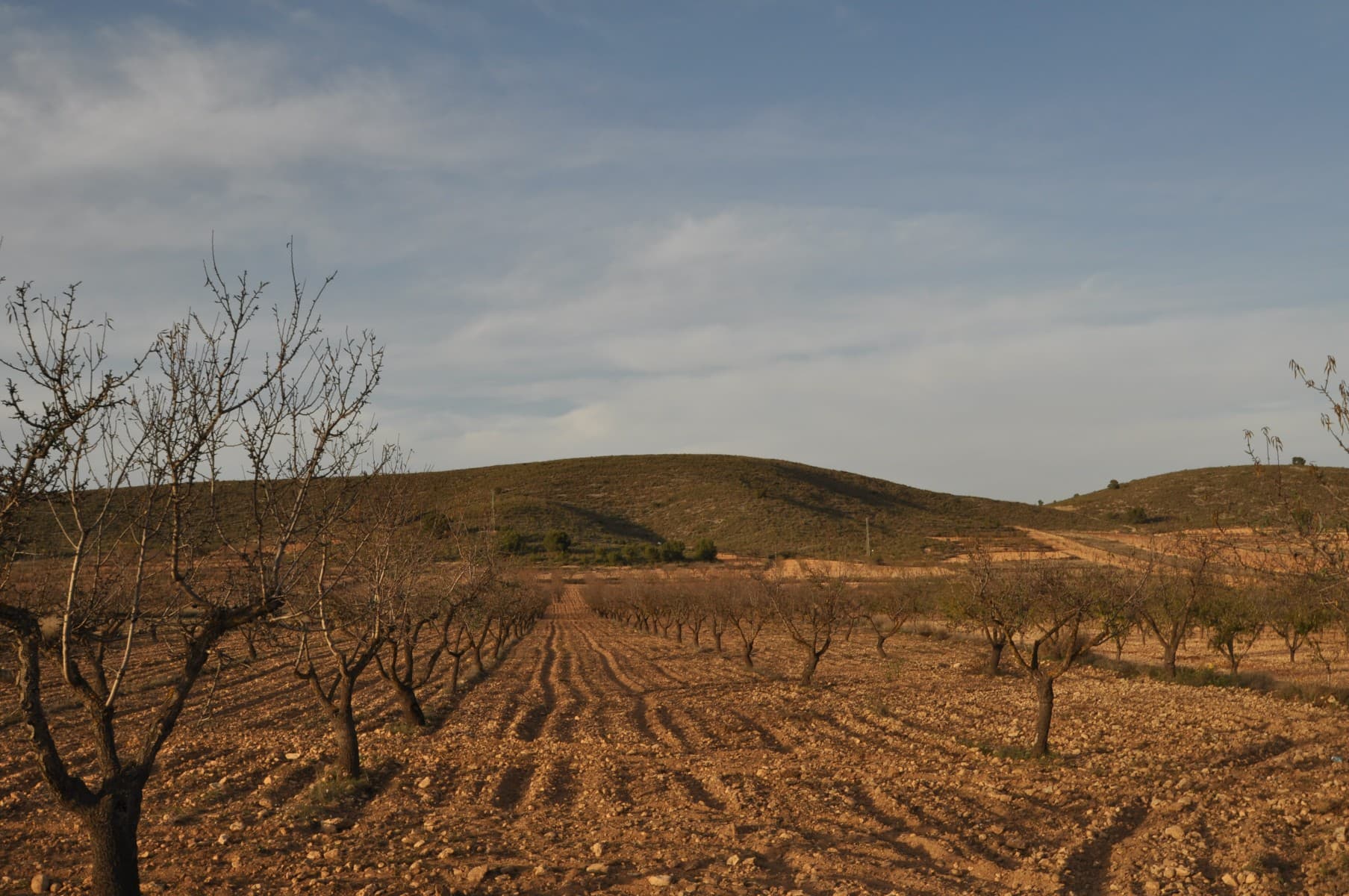 This legal building plot is located in Abanilla. The plot has 50.919,33m2. You will can build your dream house in Spain, and enjoy the lovely views from this land.We are specialists in the Costa Blanca and Costa Calida specialising in the Alicante and Murcia Inland regions with a particular emphasis on Elda, Pinoso, Aspe, Elche and surrounding areas. We are an established, well known and trusted company that has built a solid reputation amongst buyers and sellers since we began trading in 2004. We offer a complete service with no hidden charges or surprises, starting with sourcing the property, right through to completion, and an unrivalled after sales service which includes property management, building services, and general help and advice to make your new house a home. With a portfolio of well over 1400 properties for sale, we are confident that we can help, so just let us know your preferred property, budget and location, and we will do the rest.