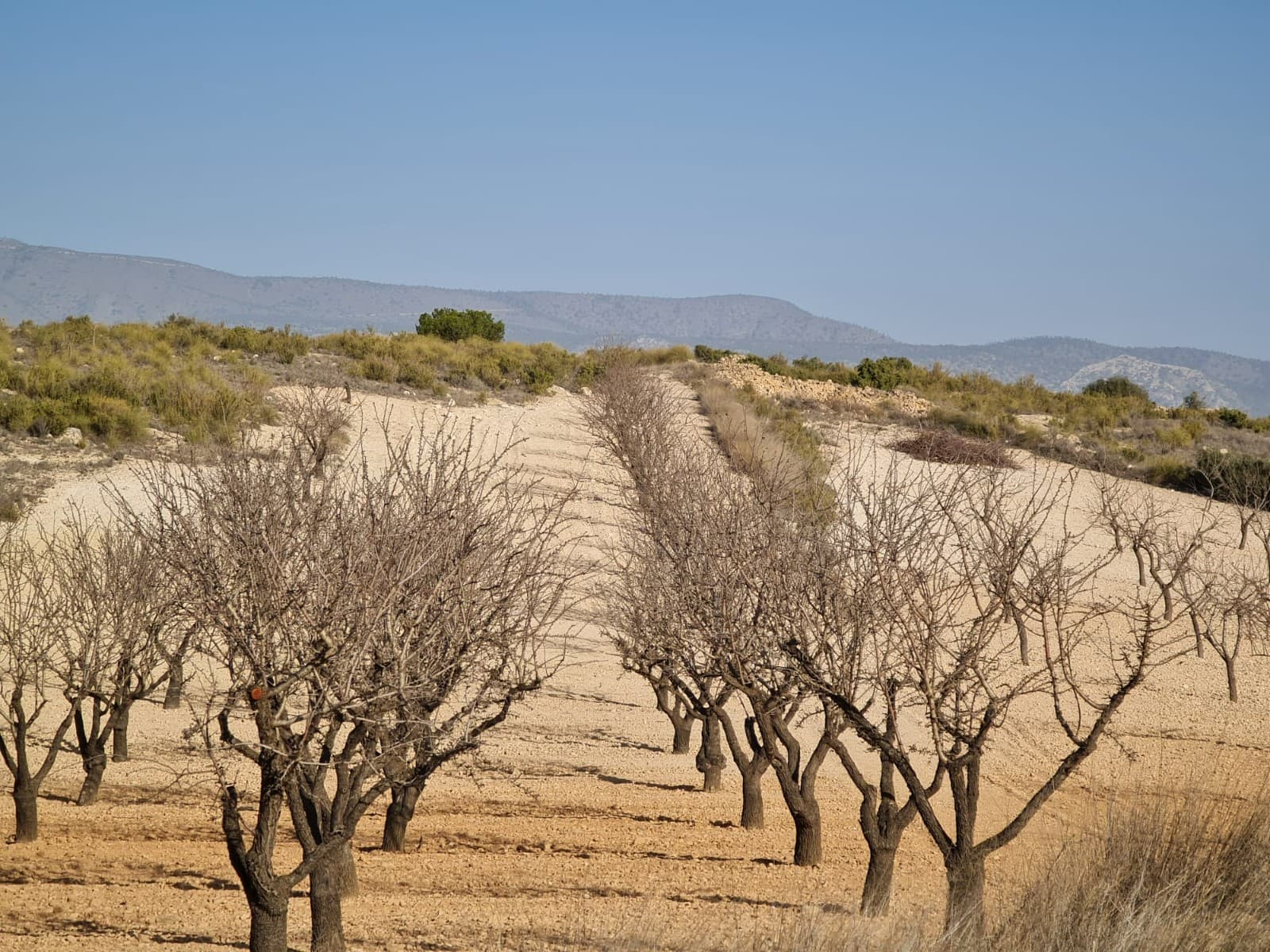 Building plot of 19338 m2 located in Jumilla. The plot currently has almond and olive trees. You can build your dream home in Spain and enjoy the lovely views from this plot of land.We have been living and working in the area since 2004 and as such have an excellent network of contacts including architects, builders, trades, etc. we are here to help you every step of the way to designing and building your new dream home. We make sure that the entire process is smooth and hassle free - giving you total peace of mind. With us you are in safe hands. If you'd like to know more about this plot or our design and build services please don't get hesitate to get in touch.With various builders and plots to choose from, we are sure to help you create your new perfect time.Contact us now to view this and other potential building plots for your new project..We have a large portfolio of properties in the Costa Blanca and Costa Calida areas, specialising in country properties, villas, fincas, building plots and design and build options in the Alicante and Murcia regions with a particular emphasis on Elda, Monovar, Pinoso, Sax, Villena, Aspe, Fortuna, Albacete and many more surrounding areas. We have been established since 2004 and have decades of experience between the team which we bring to bear to help you find and secure your new dream home. We help you every step of the way to make sure your purchase in Spain is safe and hassle free. We are not here to sell you a property, we are here to help you realise your dream and find what is right for you. With us you are in the safest hands. Contact us now to have a no obligation chat about how you too can realise your dreams.