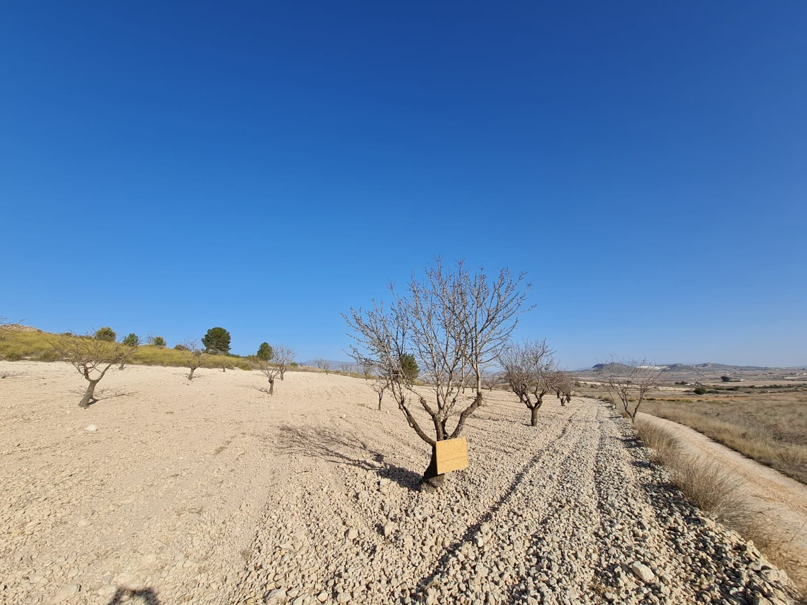 Building plot of 14877m2 located in Jumilla. The plot currently has almond trees. You can build your dream home in Spain and enjoy the lovely views from this plot of land.We have been living and working in the area since 2004 and as such have an excellent network of contacts including architects, builders, trades, etc. we are here to help you every step of the way to designing and building your new dream home. We make sure that the entire process is smooth and hassle free - giving you total peace of mind. With us you are in safe hands. If you'd like to know more about this plot or our design and build services please don't get hesitate to get in touch.With various builders and plots to choose from, we are sure to help you create your new perfect time.Contact us now to view this and other potential building plots for your new project..We have a large portfolio of properties in the Costa Blanca and Costa Calida areas, specialising in country properties, villas, fincas, building plots and design and build options in the Alicante and Murcia regions with a particular emphasis on Elda, Monovar, Pinoso, Sax, Villena, Aspe, Fortuna, Albacete and many more surrounding areas. We have been established since 2004 and have decades of experience between the team which we bring to bear to help you find and secure your new dream home. We help you every step of the way to make sure your purchase in Spain is safe and hassle free. We are not here to sell you a property, we are here to help you realise your dream and find what is right for you. With us you are in the safest hands. Contact us now to have a no obligation chat about how you too can realise your dreams.