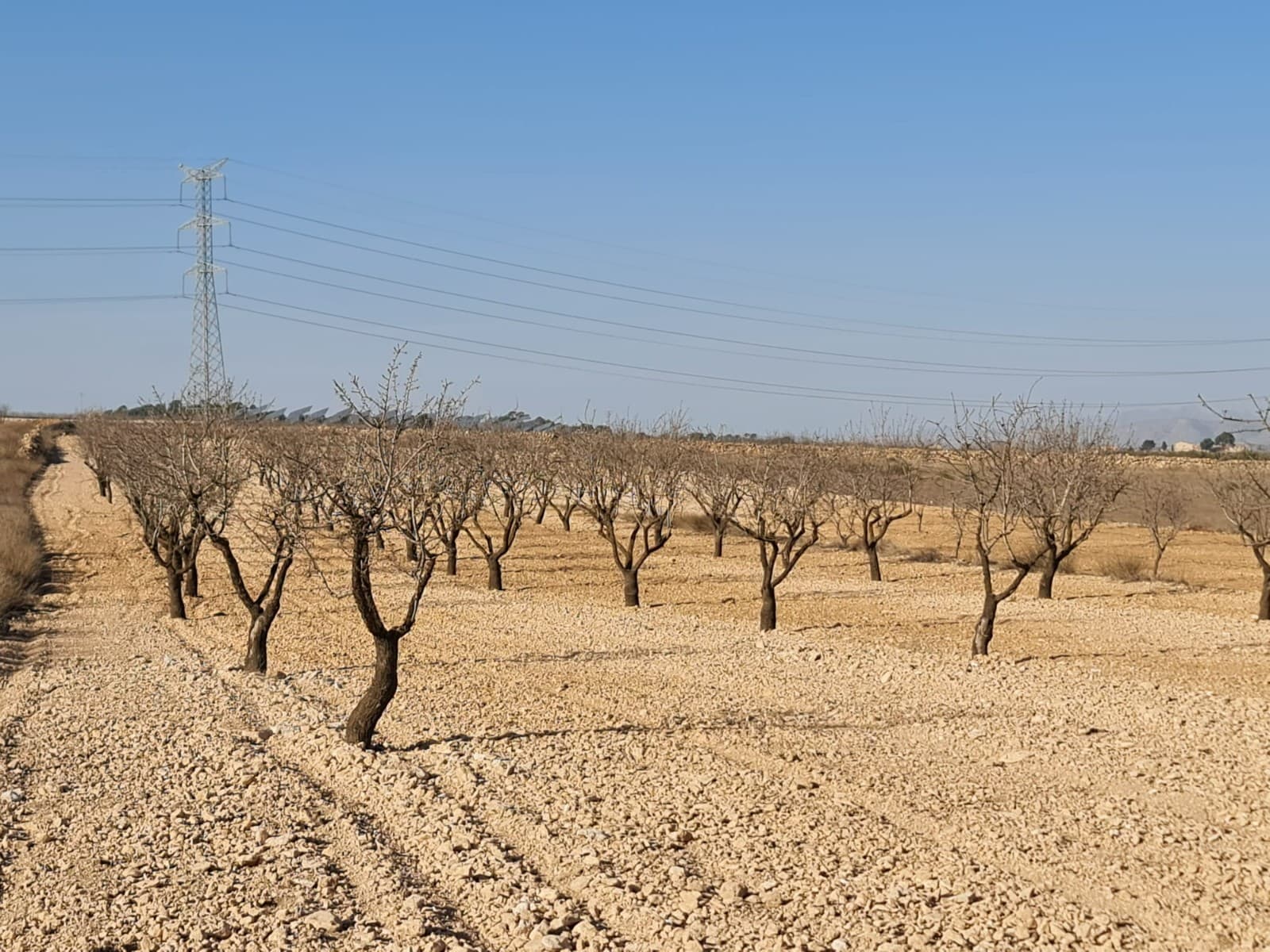 Building plot of 7088m2 located in Jumilla. The plot currently has almond trees. You can build your dream home in Spain and enjoy the lovely views from this plot of land.We have been living and working in the area since 2004 and as such have an excellent network of contacts including architects, builders, trades, etc. we are here to help you every step of the way to designing and building your new dream home. We make sure that the entire process is smooth and hassle free - giving you total peace of mind. With us you are in safe hands. If you'd like to know more about this plot or our design and build services please don't get hesitate to get in touch.With various builders and plots to choose from, we are sure to help you create your new perfect time.Contact us now to view this and other potential building plots for your new project..We have a large portfolio of properties in the Costa Blanca and Costa Calida areas, specialising in country properties, villas, fincas, building plots and design and build options in the Alicante and Murcia regions with a particular emphasis on Elda, Monovar, Pinoso, Sax, Villena, Aspe, Fortuna, Albacete and many more surrounding areas. We have been established since 2004 and have decades of experience between the team which we bring to bear to help you find and secure your new dream home. We help you every step of the way to make sure your purchase in Spain is safe and hassle free. We are not here to sell you a property, we are here to help you realise your dream and find what is right for you. With us you are in the safest hands. Contact us now to have a no obligation chat about how you too can realise your dreams.
