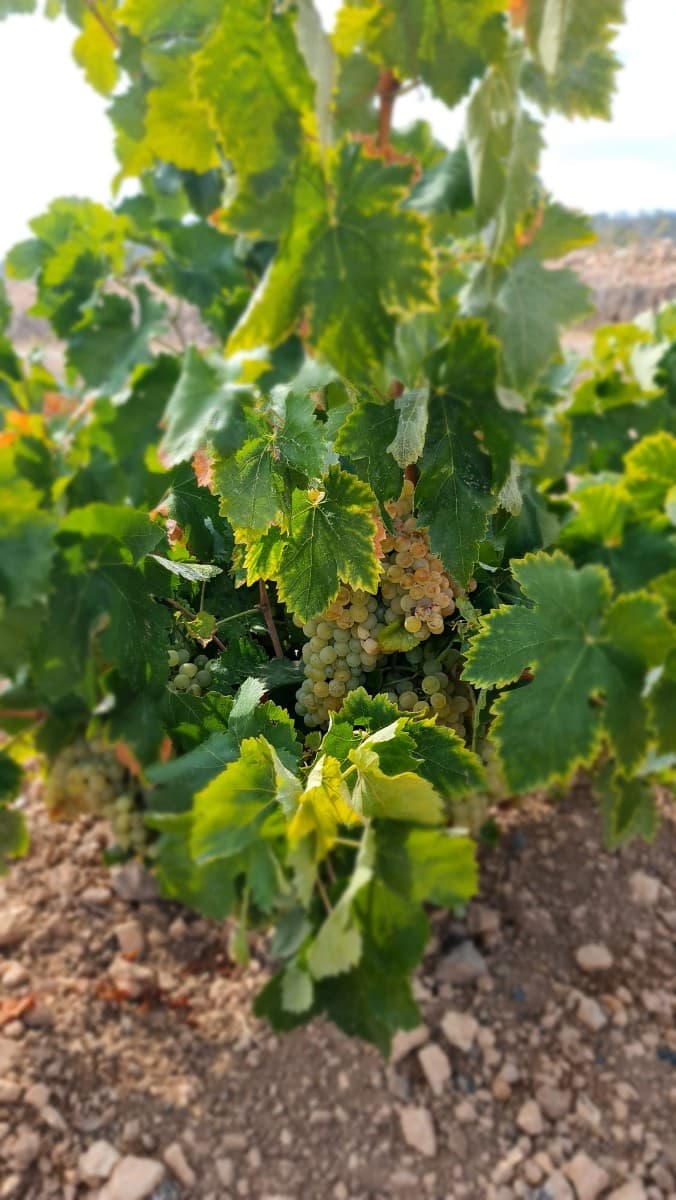 **Exceptional Mature Vineyard for Sale Near Algueña**Discover a unique opportunity to own a fully productive, mature vineyard covering 9.834 square meters. Located just 2 kilometers from the charming town of Algueña, you'll have convenient access to all daily amenities. Algueña is also situated on Alicante's renowned wine route, making it an ideal location for wine enthusiasts and professionals alike.Enjoy stunning views of the surrounding countryside and benefit from easy tarmac road access to the property. This vineyard not only offers the chance to become your own winemaker but is also part of a region celebrated for producing award-winning wines locally.Whether you're looking to expand your agricultural portfolio or fulfill a lifelong dream of vineyard ownership, this property provides the perfect setting to live your dream and engage in the thriving wine community of Alicante.For more information or to schedule a viewing, please contact us.We have been living and working in the area since 2004 and as such have an excellent network of contacts including architects, builders, trades, et cetera we are here to help you every step of the way to designing and building your new dream home. We make sure that the entire process is smooth and hassle free - giving you total peace of mind. With us you are in safe hands. If you'd like to know more about this plot or our design and build services please don't get hesitate to get in touch.We are specialists in the Costa Blanca and Costa Calida specialising in the Alicante and Murcia Inland regions with a particular emphasis on Elda, Pinoso, Aspe, Elche and surrounding areas. We are an established, well known and trusted company that has built a solid reputation amongst buyers and sellers since we began trading in 2004. We offer a complete service with no hidden charges or surprises, starting with sourcing the property, right through to completion, and an unrivalled after sales service which includes property management, building services, and general help and advice to make your new house a home. With a portfolio of well over 1400 properties for sale, we are confident that we can help, so just let us know your preferred property, budget and location, and we will do the rest.