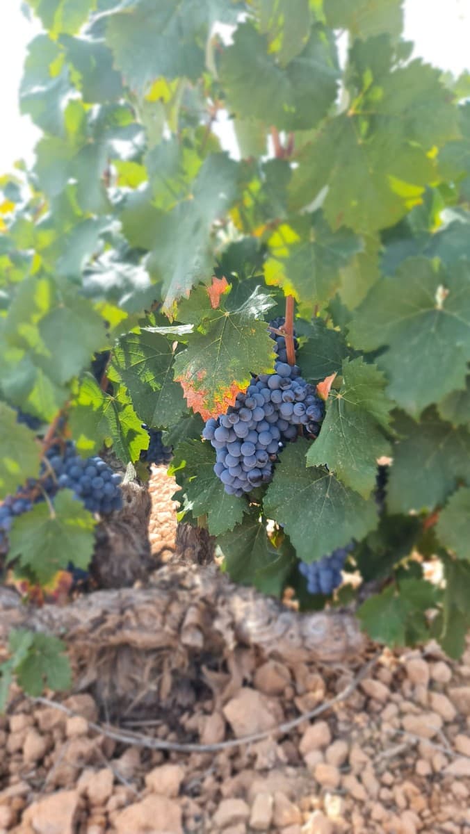 Located just 5 minutes from Cañada de la Leña, this property offers a prime opportunity for development in the scenic Abanilla region. The land is already planted with Monastrell vines, making it ideal for agricultural or investment purposes. With easy access to nearby towns and amenities, it provides a peaceful, rural setting while staying connected to essential services. Whether you're looking to expand your vineyard or develop a new project, this plot is ready for your vision. Contact us for more details or to schedule a viewing.If you liked this property, do not hesitate to contact us to organize a visit, we will be happy to help you!