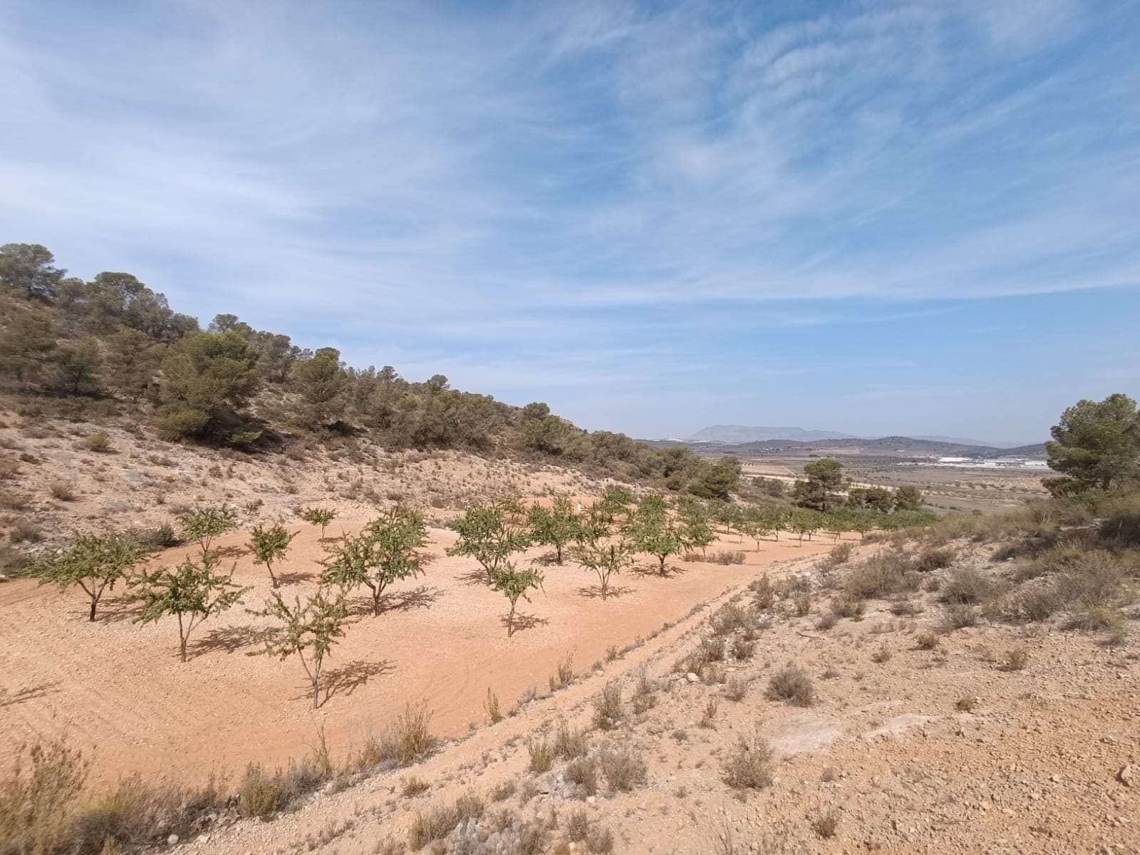 Discover this spacious 9,155m² plot, ideal for those seeking tranquility and natural beauty. The property features mature almond trees, creating a serene and picturesque environment. Access is convenient via a private road, ensuring peace and privacy.The land offers great views of the surrounding countryside, providing the perfect backdrop for agricultural project. This property combines natural charm with potential for development.Don't miss this unique opportunity!If you liked this property, do not hesitate to contact us to organize a visit, we will be happy to help you!