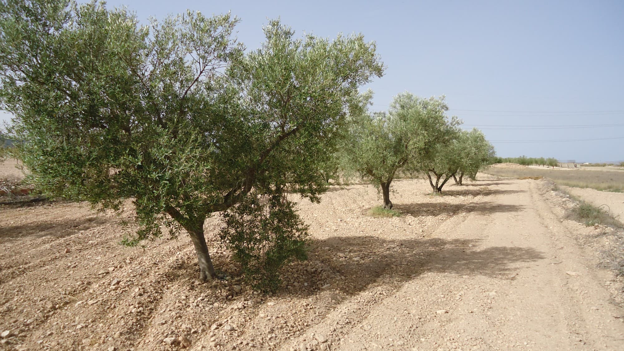 This 60,205 m² farm in Cañada del Trigo, Jumilla, is a great opportunity for agricultural or rural living enthusiasts. The property is planted with almond and olive trees and comes with a legalized well, providing approximately 7,000 m³ of water per year, making it ideal for irrigation or personal use. The farm also includes a farmhouse or tool shed, providing ample space for storage or potential conversion. The property has easy access, as it is located next to a paved road.The Area:Cañada del Trigo, located within the Jumilla region, is known for its serene landscapes and agricultural tradition, particularly in almond and olive cultivation. The region is also close to some of Spain's best-known vineyards, adding to its rural charm. Jumilla itself is a popular destination for those who appreciate the blend of rural tranquility and vibrant cultural heritage, with excellent access to amenities in nearby towns. Whether for farming or as a retreat, this property is ideally positioned to enjoy the peaceful countryside.We have a large portfolio of properties in the Costa Blanca and Costa Calida areas, specialising in country properties, villas, fincas, building plots and design and build options in the Alicante and Murcia regions with a particular emphasis on Elda, Monovar, Pinoso, Sax, Villena, Aspe, Fortuna, Albacete and many more surrounding areas. We have been established since 2004 and have decades of experience between the team which we bring to bear to help you find and secure your new dream home. We help you every step of the way to make sure your purchase in Spain is safe and hassle free. We are not here to sell you a property, we are here to help you realise your dream and find what is right for you. With us you are in the safest hands. Contact us now to have a no obligation chat about how you too can realise your dreams.