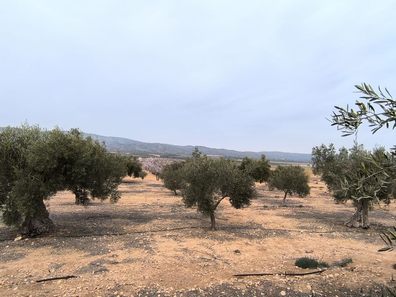 Looking for an investment opportunity? Find this 27,000 m² plot of fertile land for sale near Villena. This property features an 8,000 m² olive orchard, boasting approximately 100 healthy olive trees that are over 100 years old and in full production.Fertile land, equipped with mains irrigation water and a working irrigation system, this agricultural plot is a perfect investment. In addition, there is a small service/storage building on-site, providing added convenience and potential further development.Don't miss your chance to invest in this unique property that combines tradition and productivity.We have a large portfolio of properties in the Costa Blanca and Costa Calida areas, specialising in country properties, villas, fincas, building plots and design and build options in the Alicante and Murcia regions with a particular emphasis on Elda, Monovar, Pinoso, Sax, Villena, Aspe, Fortuna, Albacete and many more surrounding areas. We have been established since 2004 and have decades of experience between the team which we bring to bear to help you find and secure your new dream home. We help you every step of the way to make sure your purchase in Spain is safe and hassle free. We are not here to sell you a property, we are here to help you realise your dream and find what is right for you. With us you are in the safest hands. Contact us now to have a no obligation chat about how you too can realise your dreams.