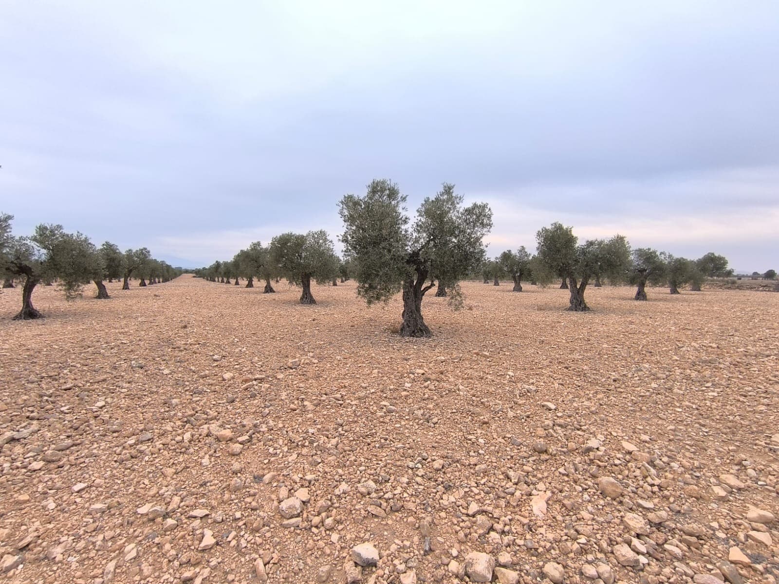 Olive orchard and plot of 24,000 m² located in the urban area of Yecla for sale. This property features a thriving orchard of old, healthy olive trees in full production. Equipped with irrigation water and an electric point, the plot offers a steady yield and opportunity for further development. The location is tranquil, yet conveniently accessible by a tarmac road. This plot represents a low maintenance agricultural investment, ideal for those looking to enter the farming sector or expand their current operations.Yecla is renowned for its wine production, historical landmarks, and vibrant local culture. The surrounding natural landscapes provide opportunities for outdoor activities, while the town itself offers all necessary services, including schools, shops, and restaurants. This property combines the tranquility of countryside living with easy access to modern amenities.We have a large portfolio of properties in the Costa Blanca and Costa Calida areas, specialising in country properties, villas, fincas, building plots and design and build options in the Alicante and Murcia regions with a particular emphasis on Elda, Monovar, Pinoso, Sax, Villena, Aspe, Fortuna, Albacete and many more surrounding areas. We have been established since 2004 and have decades of experience between the team which we bring to bear to help you find and secure your new dream home. We help you every step of the way to make sure your purchase in Spain is safe and hassle free. We are not here to sell you a property, we are here to help you realise your dream and find what is right for you. With us you are in the safest hands. Contact us now to have a no obligation chat about how you too can realise your dreams.