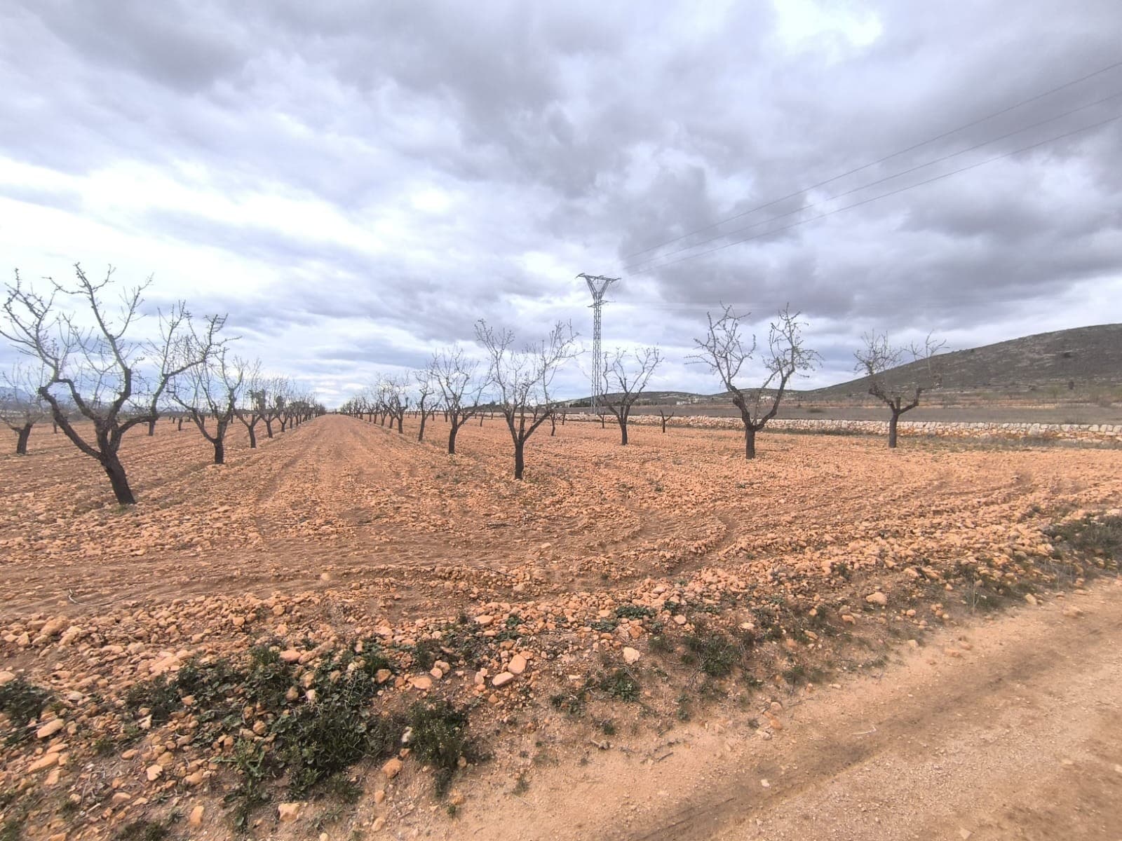 For sale: Almond orchard near Raspay of app. 15500 m2. Features more than 240 trees, healthy, pruned, in full production. The orchard is well-maintained, offers a wonderful investment with a quick return or a source for own agricultural ventures.About the area: Murcia region in southeastern Spain is a major producer of fruits, vegetables, and nuts. Almond trees are particularly important, as Murcia's dry, warm, Mediterranean climate, and fertile soil are ideal for their cultivation. The region is one of Europe's leading producers of almonds, contributing significantly to both local and international markets.About us: We have a large portfolio of properties in the Costa Blanca and Costa Calida areas, specialising in country properties, villas, fincas, building plots and design and build options in the Alicante and Murcia regions with a particular emphasis on Elda, Monovar, Pinoso, Sax, Villena, Aspe, Fortuna, Albacete and many more surrounding areas. We have been established since 2004 and have decades of experience between the team which we bring to bear to help you find and secure your new dream home. We help you every step of the way to make sure your purchase in Spain is safe and hassle free. We are not here to sell you a property, we are here to help you realise your dream and find what is right for you. With us you are in the safest hands. Contact us now to have a no obligation chat about how you too can realise your dreams.