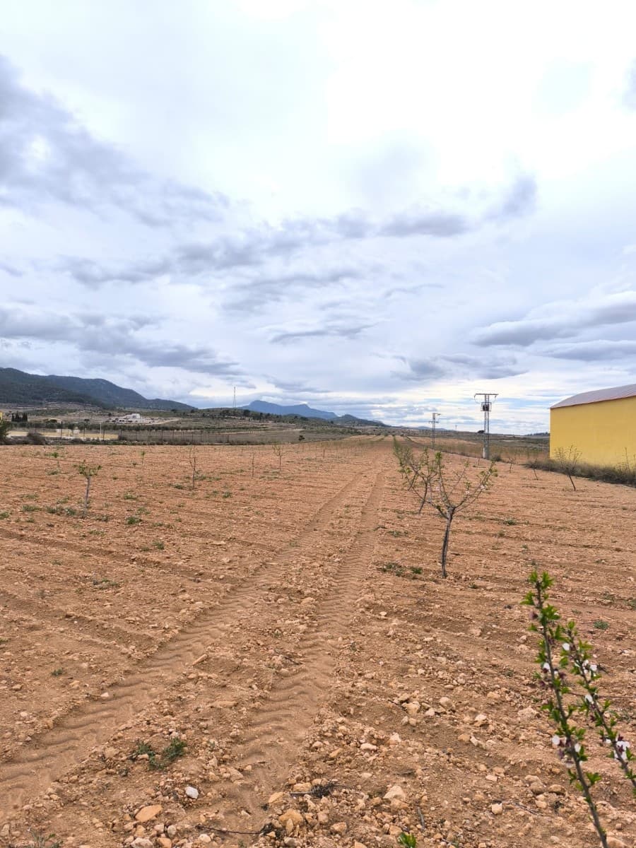 For sale: Two plots near Raspay of total 35500 m2, of which app, 25500 m2 is almond orchard and 10000 m2 is olive grove. Almond orchard features hundreds of young trees, which are about to start producing almonds. The olive orchard is in full production. The trees are healthy, pruned, the orchard is well-maintained, offering a wonderful investment with a quick return or a source for own agricultural ventures. The parcel does not have electric or water connection, but points of connection are near. Due to its size and possibility of connection could serve as a potential building site near established settlement.About the area: Murcia region in southeastern Spain is a major producer of fruits, vegetables, and nuts. Almond trees are particularly important, as Murcia's dry, warm, Mediterranean climate, and fertile soil are ideal for their cultivation. The region is one of Europe's leading producers of almonds, contributing significantly to both local and international markets.About us: We have a large portfolio of properties in the Costa Blanca and Costa Calida areas, specialising in country properties, villas, fincas, building plots and design and build options in the Alicante and Murcia regions with a particular emphasis on Elda, Monovar, Pinoso, Sax, Villena, Aspe, Fortuna, Albacete and many more surrounding areas. We have been established since 2004 and have decades of experience between the team which we bring to bear to help you find and secure your new dream home. We help you every step of the way to make sure your purchase in Spain is safe and hassle free. We are not here to sell you a property, we are here to help you realise your dream and find what is right for you. With us you are in the safest hands. Contact us now to have a no obligation chat about how you too can realise your dreams.
