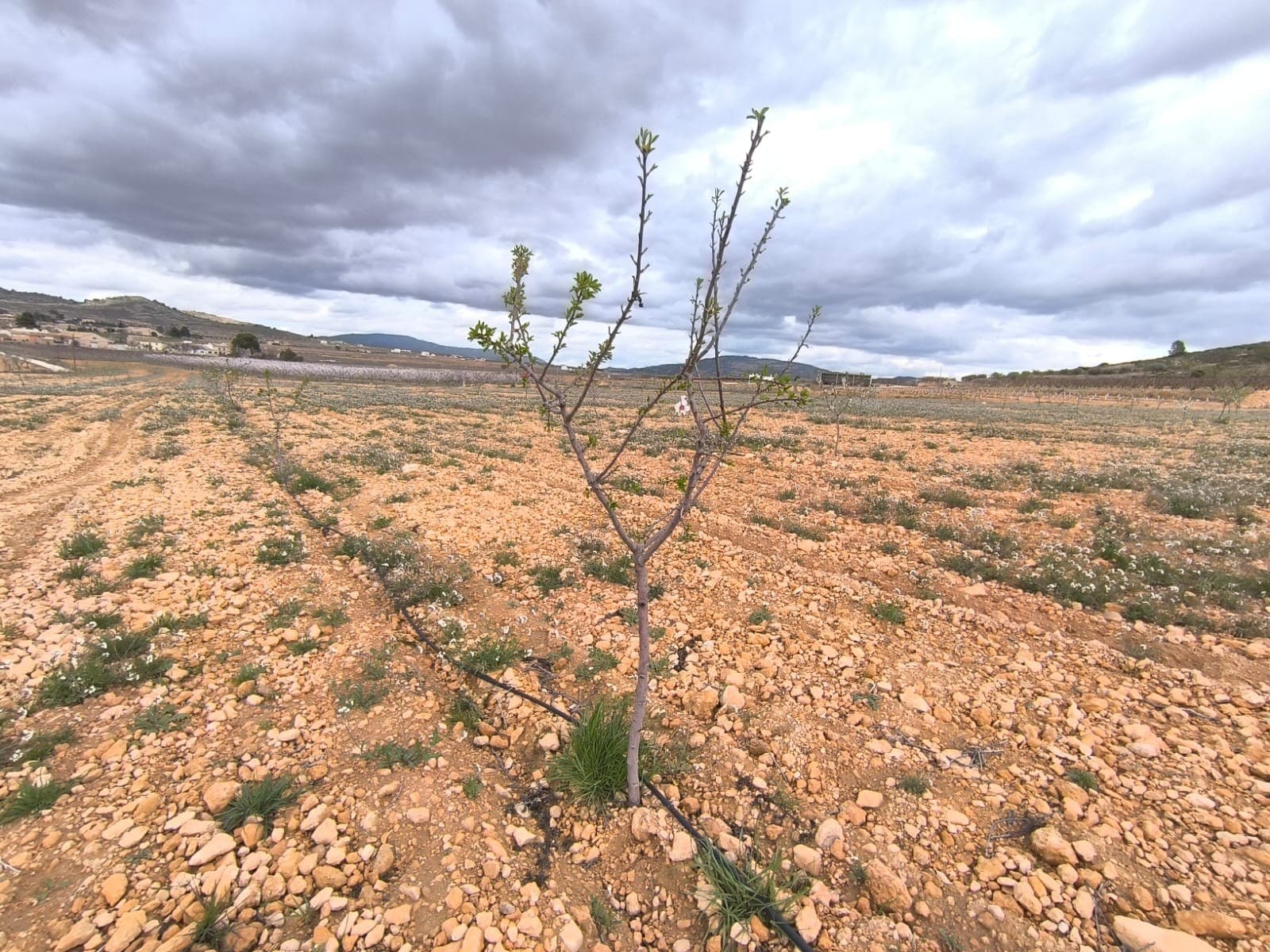 For sale: Almond orchard near Raspay of app. 17500 m2. Features young trees, which are about to start producing almonds. The parcel has irrigation water and irrigation system, enabling controlling and maximising agricultural production. The orchard is well-maintained, healthy, offers a wonderful investment with a quick return or a source for own agricultural ventures.About the area: Murcia region in southeastern Spain is a major producer of fruits, vegetables, and nuts. Almond trees are particularly important, as Murcia's dry, warm, Mediterranean climate, and fertile soil are ideal for their cultivation. The region is one of Europe's leading producers of almonds, contributing significantly to both local and international markets.About us: We have a large portfolio of properties in the Costa Blanca and Costa Calida areas, specialising in country properties, villas, fincas, building plots and design and build options in the Alicante and Murcia regions with a particular emphasis on Elda, Monovar, Pinoso, Sax, Villena, Aspe, Fortuna, Albacete and many more surrounding areas. We have been established since 2004 and have decades of experience between the team which we bring to bear to help you find and secure your new dream home. We help you every step of the way to make sure your purchase in Spain is safe and hassle free. We are not here to sell you a property, we are here to help you realise your dream and find what is right for you. With us you are in the safest hands. Contact us now to have a no obligation chat about how you too can realise your dreams.
