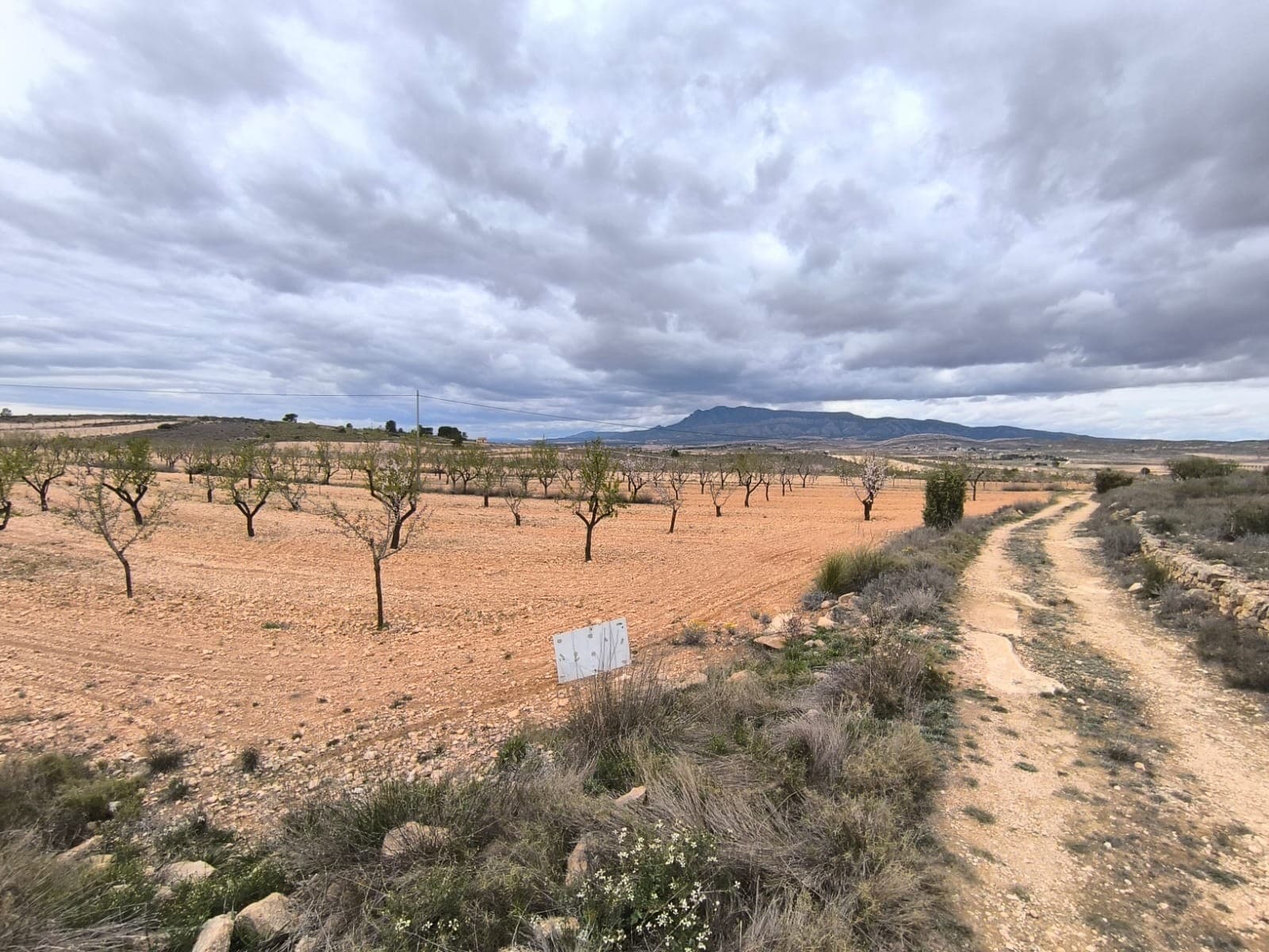 For sale: Parcel near Pinoso of app. 24500 m2, of which app, 20000 m2 is almond orchard. Features 300 trees, healthy, pruned, in full production. The orchard is well-maintained, offers a wonderful investment with a quick return or a source for own agricultural ventures. The parcel does not have electric or water connection, but points of connection are available. Due to its size and possibility of connection could serve as a potential building site, offering privacy and beautiful views.About the area: Murcia region in southeastern Spain is a major producer of fruits, vegetables, and nuts. Almond trees are particularly important, as Murcia's dry, warm, Mediterranean climate, and fertile soil are ideal for their cultivation. The region is one of Europe's leading producers of almonds, contributing significantly to both local and international markets.About us: We have a large portfolio of properties in the Costa Blanca and Costa Calida areas, specialising in country properties, villas, fincas, building plots and design and build options in the Alicante and Murcia regions with a particular emphasis on Elda, Monovar, Pinoso, Sax, Villena, Aspe, Fortuna, Albacete and many more surrounding areas. We have been established since 2004 and have decades of experience between the team which we bring to bear to help you find and secure your new dream home. We help you every step of the way to make sure your purchase in Spain is safe and hassle free. We are not here to sell you a property, we are here to help you realise your dream and find what is right for you. With us you are in the safest hands. Contact us now to have a no obligation chat about how you too can realise your dreams.