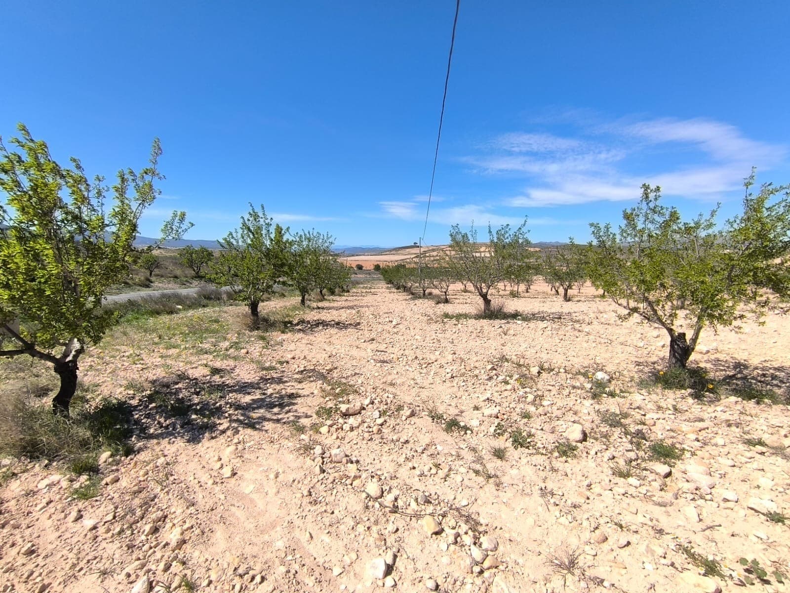 For sale: Almond orchard of app. 22400 m2, located in Jumilla municipality, 15 minutes from Pinoso. Features trees in full production. The parcel does not have water or electricity, but connection to both is possible, as the water and electricity points are just at the limits. The orchard is well-maintained, healthy, offers a wonderful investment with a quick return, source for own agricultural ventures or a possibilities for a house construction. There are other houses in the orchard's vicinity.About the area: Murcia region in southeastern Spain is a major producer of fruits, vegetables, and nuts. Almond trees are particularly important, as Murcia's dry, warm, Mediterranean climate, and fertile soil are ideal for their cultivation. The region is one of Europe's leading producers of almonds, contributing significantly to both local and international markets.About us: We have a large portfolio of properties in the Costa Blanca and Costa Calida areas, specialising in country properties, villas, fincas, building plots and design and build options in the Alicante and Murcia regions with a particular emphasis on Elda, Monovar, Pinoso, Sax, Villena, Aspe, Fortuna, Albacete and many more surrounding areas. We have been established since 2004 and have decades of experience between the team which we bring to bear to help you find and secure your new dream home. We help you every step of the way to make sure your purchase in Spain is safe and hassle free. We are not here to sell you a property, we are here to help you realise your dream and find what is right for you. With us you are in the safest hands. Contact us now to have a no obligation chat about how you too can realise your dreams.
