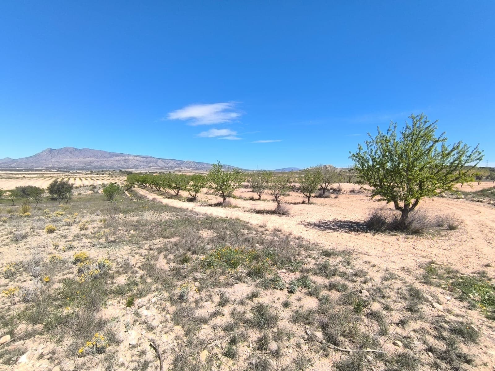 For sale: Almond orchard of app. 3640 m2, located in Jumilla municipality, 15 minutes from Pinoso. Features trees in full production. The parcel does not have water or electricity, but connection to both is possible, as the water and electricity points are just at the limits. The orchard is well-maintained, healthy, offers a wonderful investment with a quick return or source for own agricultural ventures. The parcel could NOT serve as a building plot.About the area: Murcia region in southeastern Spain is a major producer of fruits, vegetables, and nuts. Almond trees are particularly important, as Murcia's dry, warm, Mediterranean climate, and fertile soil are ideal for their cultivation. The region is one of Europe's leading producers of almonds, contributing significantly to both local and international markets.About us: We have a large portfolio of properties in the Costa Blanca and Costa Calida areas, specialising in country properties, villas, fincas, building plots and design and build options in the Alicante and Murcia regions with a particular emphasis on Elda, Monovar, Pinoso, Sax, Villena, Aspe, Fortuna, Albacete and many more surrounding areas. We have been established since 2004 and have decades of experience between the team which we bring to bear to help you find and secure your new dream home. We help you every step of the way to make sure your purchase in Spain is safe and hassle free. We are not here to sell you a property, we are here to help you realise your dream and find what is right for you. With us you are in the safest hands. Contact us now to have a no obligation chat about how you too can realise your dreams.