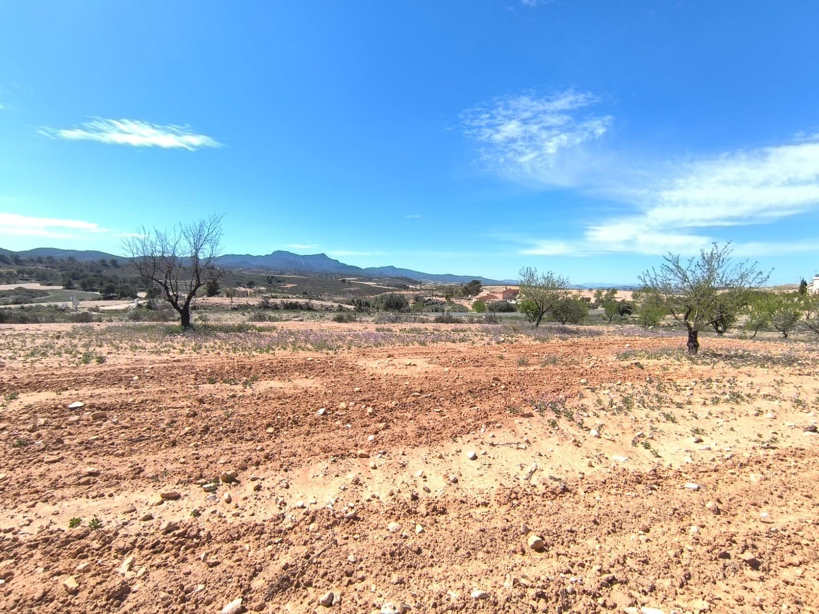 For sale: Almond orchard of app. 3350 m2, located in Jumilla municipality, 15 minutes from Pinoso. Features trees in full production. The parcel does not have water or electricity, but connection to both is possible, as the water and electricity points are just at the limits. The orchard is well-maintained, healthy, offers a wonderful investment with a quick return or source for own agricultural ventures. The parcel could NOT serve as a building plot.About the area: Murcia region in southeastern Spain is a major producer of fruits, vegetables, and nuts. Almond trees are particularly important, as Murcia's dry, warm, Mediterranean climate, and fertile soil are ideal for their cultivation. The region is one of Europe's leading producers of almonds, contributing significantly to both local and international markets.About us: We have a large portfolio of properties in the Costa Blanca and Costa Calida areas, specialising in country properties, villas, fincas, building plots and design and build options in the Alicante and Murcia regions with a particular emphasis on Elda, Monovar, Pinoso, Sax, Villena, Aspe, Fortuna, Albacete and many more surrounding areas. We have been established since 2004 and have decades of experience between the team which we bring to bear to help you find and secure your new dream home. We help you every step of the way to make sure your purchase in Spain is safe and hassle free. We are not here to sell you a property, we are here to help you realise your dream and find what is right for you. With us you are in the safest hands. Contact us now to have a no obligation chat about how you too can realise your dreams.