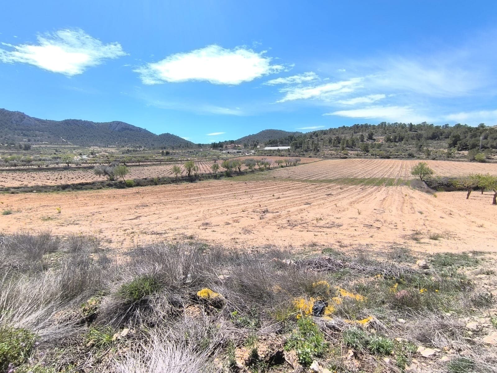 For sale: Land of app. 27000 m2, located near La Zarza in Jumilla municipality, 15 minutes from Pinoso. Land consists of two parcels, divided by a road: 23000 m2 is former vineyard, currently fallow, 4000 m2 is almond and wild nature. Land could serve for agricultural purposes or for a rural house construction. About the area: Murcia region in southeastern Spain is a major producer of fruits, vegetables, and nuts. Almond trees are particularly important, as Murcia's dry, warm, Mediterranean climate, and fertile soil are ideal for their cultivation. The region is one of Europe's leading producers of almonds, contributing significantly to both local and international markets.About us: We have a large portfolio of properties in the Costa Blanca and Costa Calida areas, specialising in country properties, villas, fincas, building plots and design and build options in the Alicante and Murcia regions with a particular emphasis on Elda, Monovar, Pinoso, Sax, Villena, Aspe, Fortuna, Albacete and many more surrounding areas. We have been established since 2004 and have decades of experience between the team which we bring to bear to help you find and secure your new dream home. We help you every step of the way to make sure your purchase in Spain is safe and hassle free. We are not here to sell you a property, we are here to help you realise your dream and find what is right for you. With us you are in the safest hands. Contact us now to have a no obligation chat about how you too can realise your dreams.