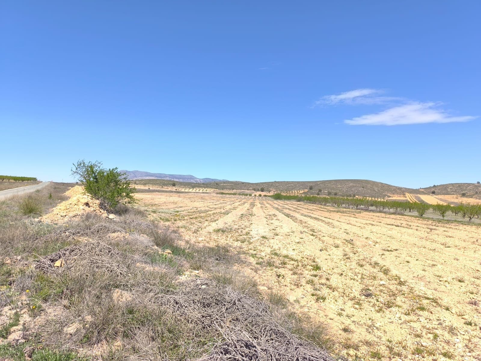 For sale: Parcel of app. 42000 m2, of which app. 15000 m2 is almond orchard in full production, rest if former vineyard, currently fallow. Land is located near Cañada de la Leña in Albanilla municipality. Parcel could serve for agricultural purposes or for a rural house construction. It currently does not have water or electricity, but both could be connected through points at the border of the parcel. Convenient access via tarmac road. There are inhabited houses in the parcel vicinity. Don't miss out on this opportunity!About the area: Murcia region in southeastern Spain is a major producer of fruits, vegetables, and nuts. Almond trees are particularly important, as Murcia's dry, warm, Mediterranean climate, and fertile soil are ideal for their cultivation. The region is one of Europe's leading producers of almonds, contributing significantly to both local and international markets.About us: We have a large portfolio of properties in the Costa Blanca and Costa Calida areas, specialising in country properties, villas, fincas, building plots and design and build options in the Alicante and Murcia regions with a particular emphasis on Elda, Monovar, Pinoso, Sax, Villena, Aspe, Fortuna, Albacete and many more surrounding areas. We have been established since 2004 and have decades of experience between the team which we bring to bear to help you find and secure your new dream home. We help you every step of the way to make sure your purchase in Spain is safe and hassle free. We are not here to sell you a property, we are here to help you realise your dream and find what is right for you. With us you are in the safest hands. Contact us now to have a no obligation chat about how you too can realise your dreams.