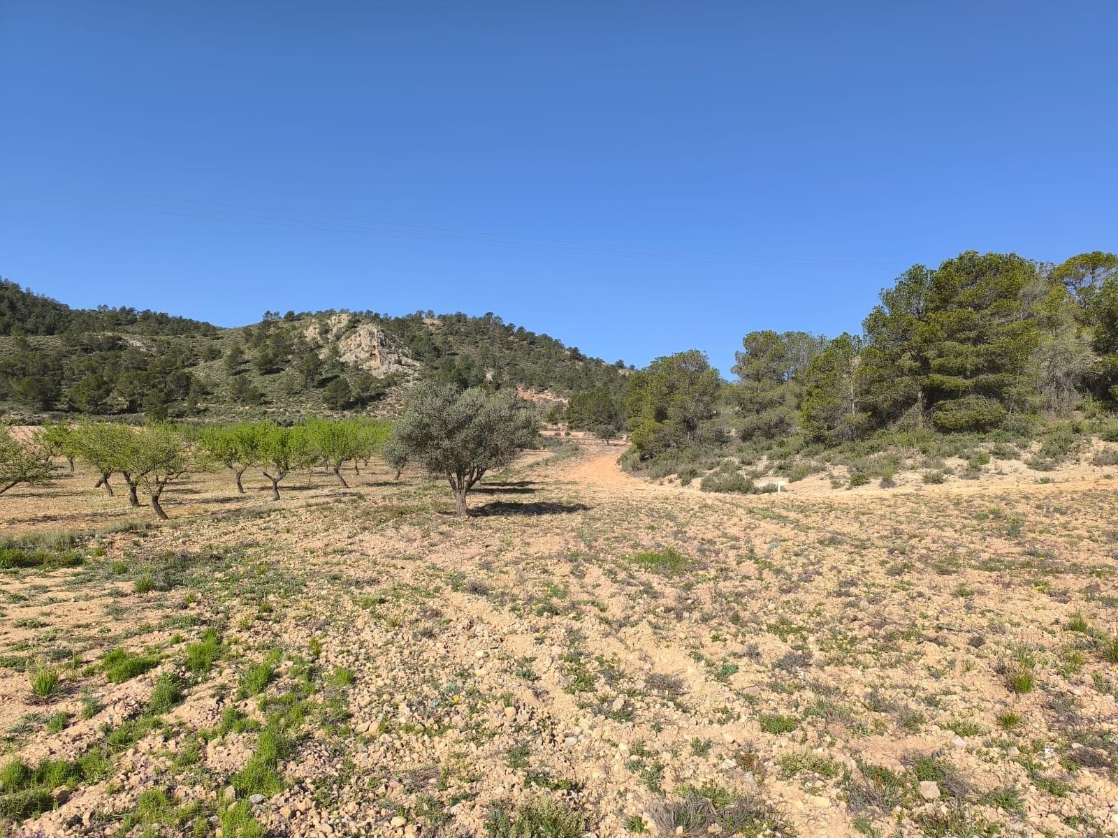 Plot of 9700 m2 for sale in Yecla. Fallow, maintained land, located by a tarmac road, app. 2 km from the edge of town. Prepared to be connected to electricity. This is not a building plot! It however could be joint with neighbouring parcel to create at least 20.000 m2 - necessary size for building in Yecla.About the area: Yecla is renowned for its wine production, historical landmarks, and vibrant local culture. The surrounding natural landscapes provide opportunities for outdoor activities, while the town itself offers all necessary services, including schools, shops, and restaurants. This property combines the tranquility of countryside living with easy access to modern amenities.About us: We have a large portfolio of properties in the Costa Blanca and Costa Calida areas, specialising in country properties, villas, fincas, building plots and design and build options in the Alicante and Murcia regions with a particular emphasis on Elda, Monovar, Pinoso, Sax, Villena, Aspe, Fortuna, Albacete and many more surrounding areas. We have been established since 2004 and have decades of experience between the team which we bring to bear to help you find and secure your new dream home. We help you every step of the way to make sure your purchase in Spain is safe and hassle free. We are not here to sell you a property, we are here to help you realise your dream and find what is right for you. With us you are in the safest hands. Contact us now to have a no obligation chat about how you too can realise your dreams.