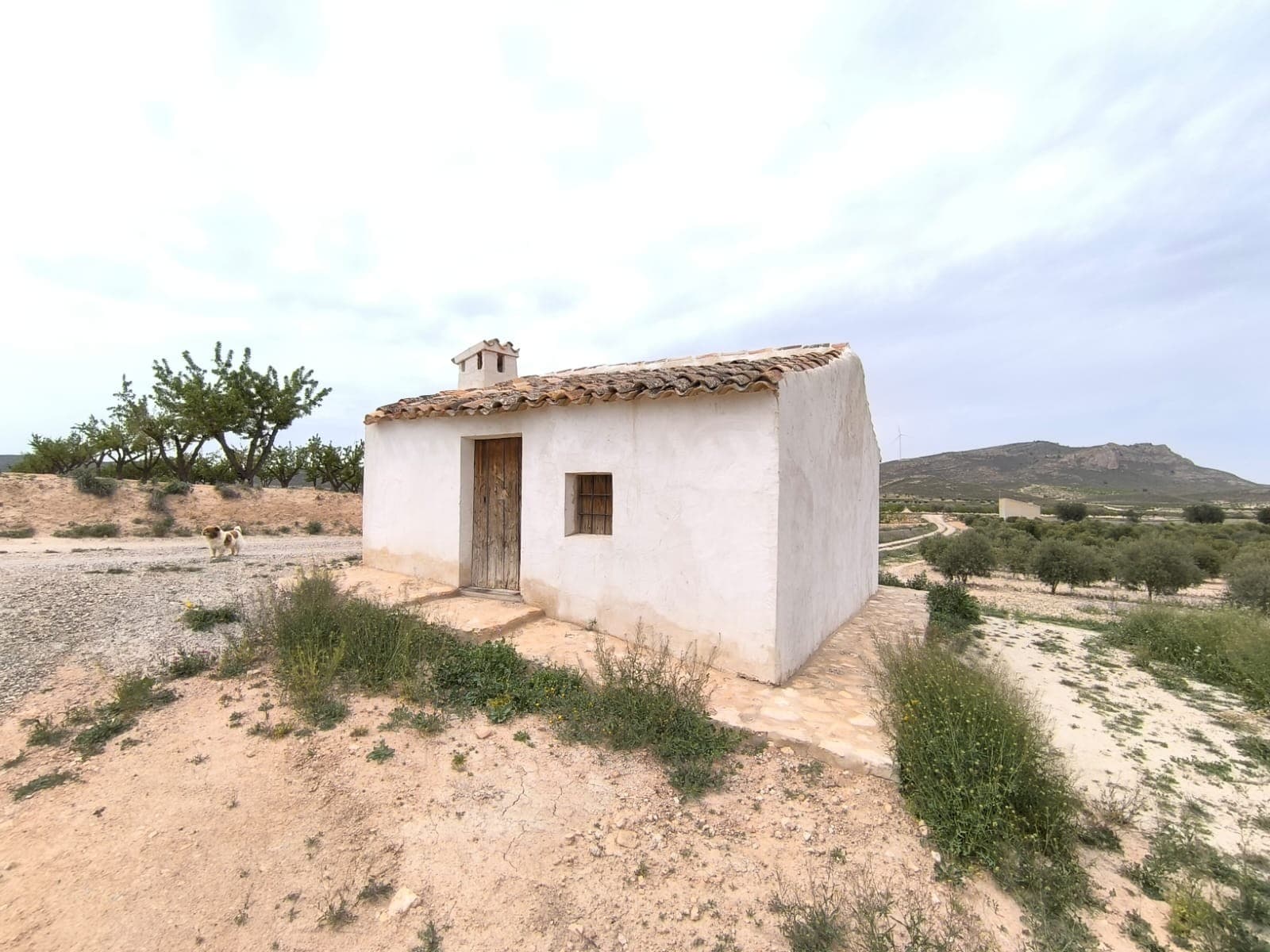 Newly restored chalet with 30,000 m² plot of land located in the rural area of Jumilla, just a 5-minute drive from the town. The property is easily accessible via a short dirt road and is situated in a tranquil and picturesque setting, surrounded by a few houses in the neighborhood.On the land, there is a restored little house measuring 30m², with 3 empty rooms. While it is not currently connected to electricity, the grid is available at the edge of the parcel. Additionally, the property features a well that could be restored for water consumption.This parcel is potentially buildable and includes an orchard of healthy olive trees, yielding an average production of 6 tons of olives per year. The combination of olive production, a great location, and a low price makes this an excellent opportunity for investment or the construction of a dream home.About the area: Jumilla is a charming town renowned for its scenic vineyards, and vibrant local culture. Known primarily for its award-winning wines, this picturesque town offers a perfect blend of traditional Spanish character and modern living. With its historic landmarks, bustling market squares, and beautiful countryside, Jumilla provides an ideal setting for those seeking a peaceful yet vibrant lifestyle in province Murcia, 80 minutes from Costa Blanca.About us: We have a large portfolio of properties in the Costa Blanca and Costa Calida areas, specialising in country properties, villas, fincas, building plots and design and build options in the Alicante and Murcia regions with a particular emphasis on Elda, Monovar, Pinoso, Sax, Villena, Aspe, Fortuna, Albacete and many more surrounding areas. We have been established since 2004 and have decades of experience between the team which we bring to bear to help you find and secure your new dream home. We help you every step of the way to make sure your purchase in Spain is safe and hassle free. We are not here to sell you a property, we are here to help you realise your dream and find what is right for you. With us you are in the safest hands. Contact us now to have a no obligation chat about how you too can realise your dreams.