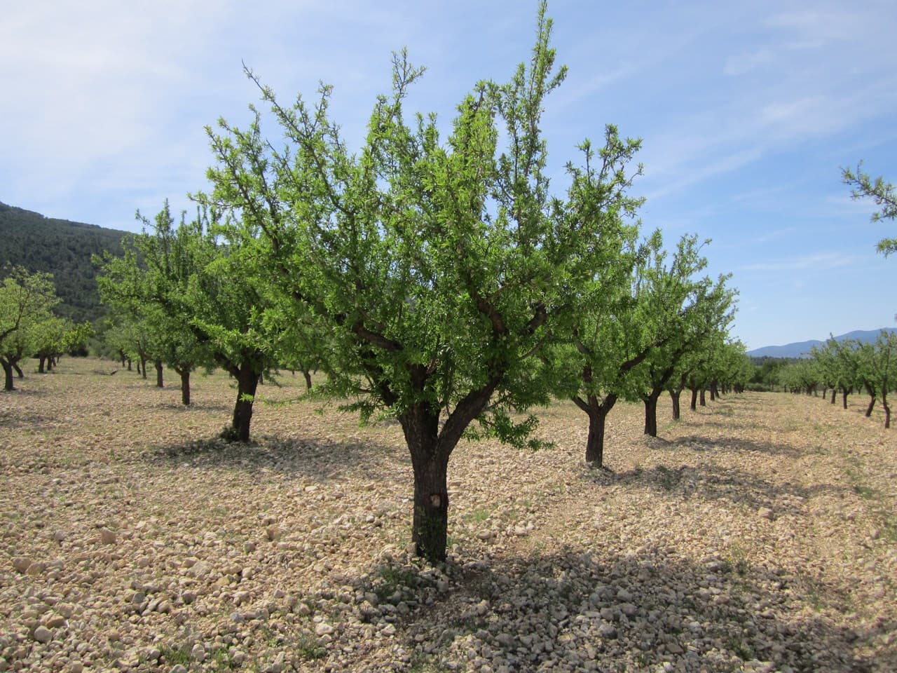 For sale: Almond orchard near Yecla of app. 12400 m2. Features adult almond trees, healthy, pruned, in full production, as well as century old olive trees. The almonds, which cover most of the parcel, are well-maintained, the olives are in need of pruning. The property offers a wonderful investment with a quick return or a source for own agricultural ventures. The parcel is easily accessible. Due to its size, this property is not a building parcel.About the area: Murcia region in southeastern Spain is a major producer of fruits, vegetables, and nuts. Almond trees are particularly important, as Murcia's dry, warm, Mediterranean climate, and fertile soil are ideal for their cultivation. The region is one of Europe's leading producers of almonds, contributing significantly to both local and international markets.About us: We have a large portfolio of properties in the Costa Blanca and Costa Calida areas, specialising in country properties, villas, fincas, building plots and design and build options in the Alicante and Murcia regions with a particular emphasis on Elda, Monovar, Pinoso, Sax, Villena, Aspe, Fortuna, Albacete and many more surrounding areas. We have been established since 2004 and have decades of experience between the team which we bring to bear to help you find and secure your new dream home. We help you every step of the way to make sure your purchase in Spain is safe and hassle free. We are not here to sell you a property, we are here to help you realise your dream and find what is right for you. With us you are in the safest hands. Contact us now to have a no obligation chat about how you too can realise your dreams.