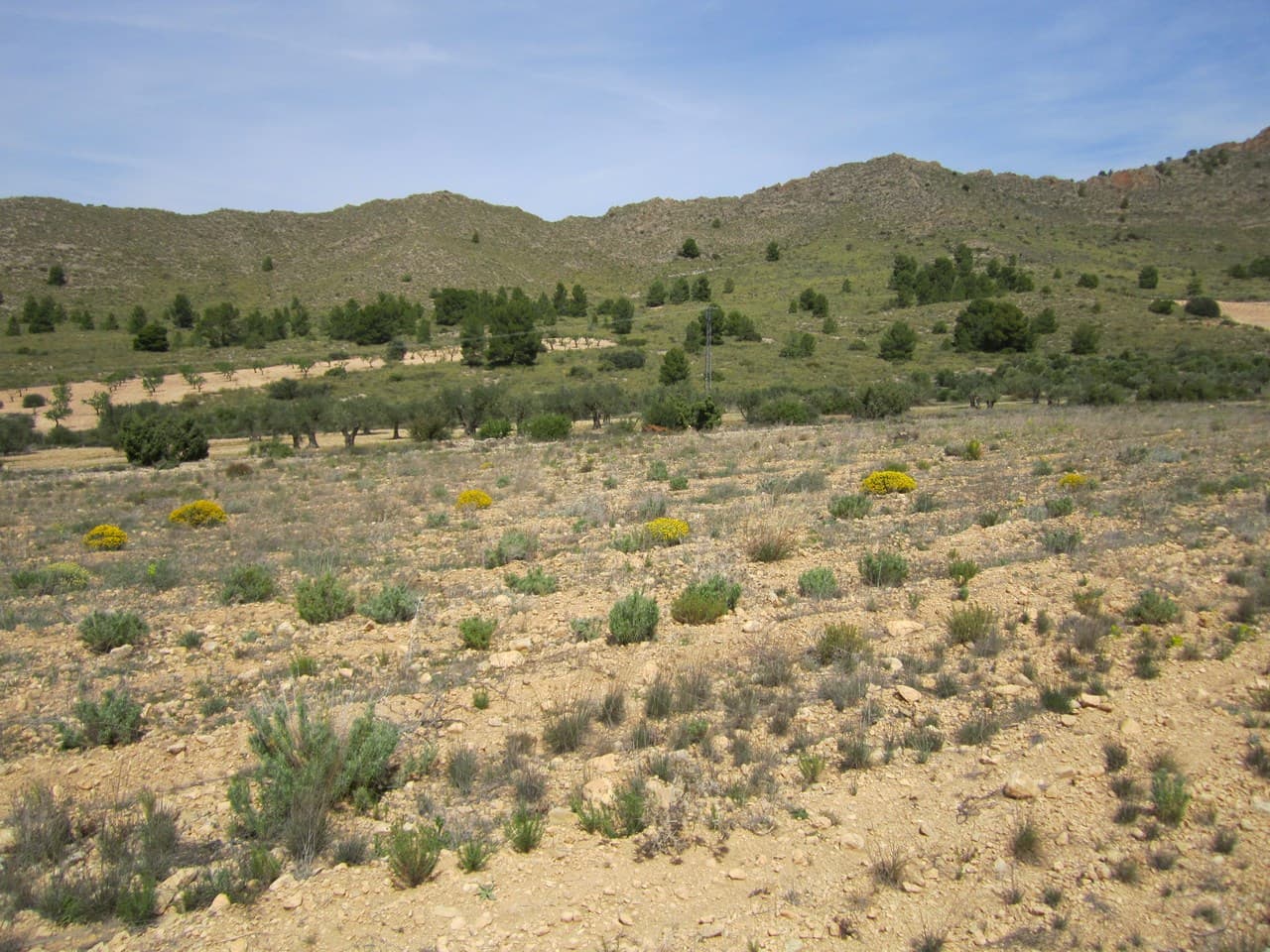 Looking for agricultural investment or a cheap piece of land? We offer this plot of 8750 m² located in the rural area of Yecla. This property is easily accessible. It features fertile soil, allowing cultivation of fruit trees or vegetables. Due to its size, this property is not a building parcel.About the area: Yecla is renowned for its wine production, historical landmarks, and vibrant local culture. The surrounding natural landscapes provide opportunities for outdoor activities, while the town itself offers all necessary services, including schools, shops, and restaurants. This property combines the tranquility of countryside living with easy access to modern amenities.About us: We have a large portfolio of properties in the Costa Blanca and Costa Calida areas, specialising in country properties, villas, fincas, building plots and design and build options in the Alicante and Murcia regions with a particular emphasis on Elda, Monovar, Pinoso, Sax, Villena, Aspe, Fortuna, Albacete and many more surrounding areas. We have been established since 2004 and have decades of experience between the team which we bring to bear to help you find and secure your new dream home. We help you every step of the way to make sure your purchase in Spain is safe and hassle free. We are not here to sell you a property, we are here to help you realise your dream and find what is right for you. With us you are in the safest hands. Contact us now to have a no obligation chat about how you too can realise your dreams.