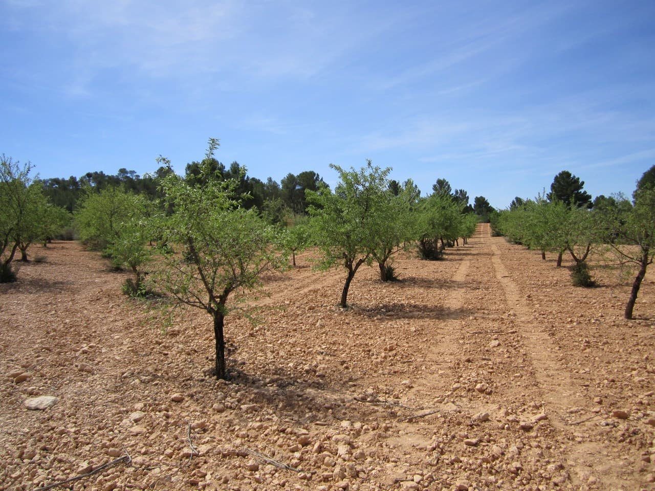 For sale: Almond orchard near Yecla of app. 10400 m2. Features adult almond trees, healthy, pruned, in full production. The almonds are well-maintained, offering a wonderful investment with a quick return or a source for own agricultural ventures. The parcel, surrounded by a pine forest, is very private. Due to its size, this property is not a building parcel.About the area: Murcia region in southeastern Spain is a major producer of fruits, vegetables, and nuts. Almond trees are particularly important, as Murcia's dry, warm, Mediterranean climate, and fertile soil are ideal for their cultivation. The region is one of Europe's leading producers of almonds, contributing significantly to both local and international markets.About us: We have a large portfolio of properties in the Costa Blanca and Costa Calida areas, specialising in country properties, villas, fincas, building plots and design and build options in the Alicante and Murcia regions with a particular emphasis on Elda, Monovar, Pinoso, Sax, Villena, Aspe, Fortuna, Albacete and many more surrounding areas. We have been established since 2004 and have decades of experience between the team which we bring to bear to help you find and secure your new dream home. We help you every step of the way to make sure your purchase in Spain is safe and hassle free. We are not here to sell you a property, we are here to help you realise your dream and find what is right for you. With us you are in the safest hands. Contact us now to have a no obligation chat about how you too can realise your dreams.