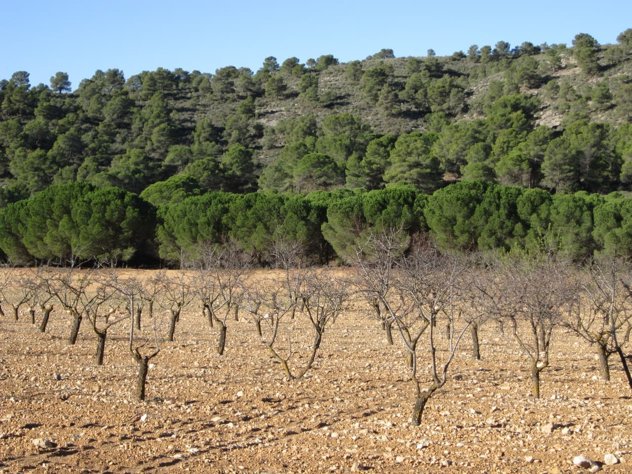 For sale: Almond orchard near Yecla of app. 8200 m2. Features adult almond trees, healthy, pruned, in full production. The almonds are well-maintained, offering a wonderful investment with a quick return or a source for own agricultural ventures. The parcel, surrounded by a pine forest, is very private. Due to its size, this property is not a building parcel.About the area: Yecla is renowned for its wine production, historical landmarks, and vibrant local culture. The surrounding natural landscapes provide opportunities for outdoor activities, while the town itself offers all necessary services, including schools, shops, and restaurants. This property combines the tranquility of countryside living with easy access to modern amenities.About us: We have a large portfolio of properties in the Costa Blanca and Costa Calida areas, specialising in country properties, villas, fincas, building plots and design and build options in the Alicante and Murcia regions with a particular emphasis on Elda, Monovar, Pinoso, Sax, Villena, Aspe, Fortuna, Albacete and many more surrounding areas. We have been established since 2004 and have decades of experience between the team which we bring to bear to help you find and secure your new dream home. We help you every step of the way to make sure your purchase in Spain is safe and hassle free. We are not here to sell you a property, we are here to help you realise your dream and find what is right for you. With us you are in the safest hands. Contact us now to have a no obligation chat about how you too can realise your dreams.