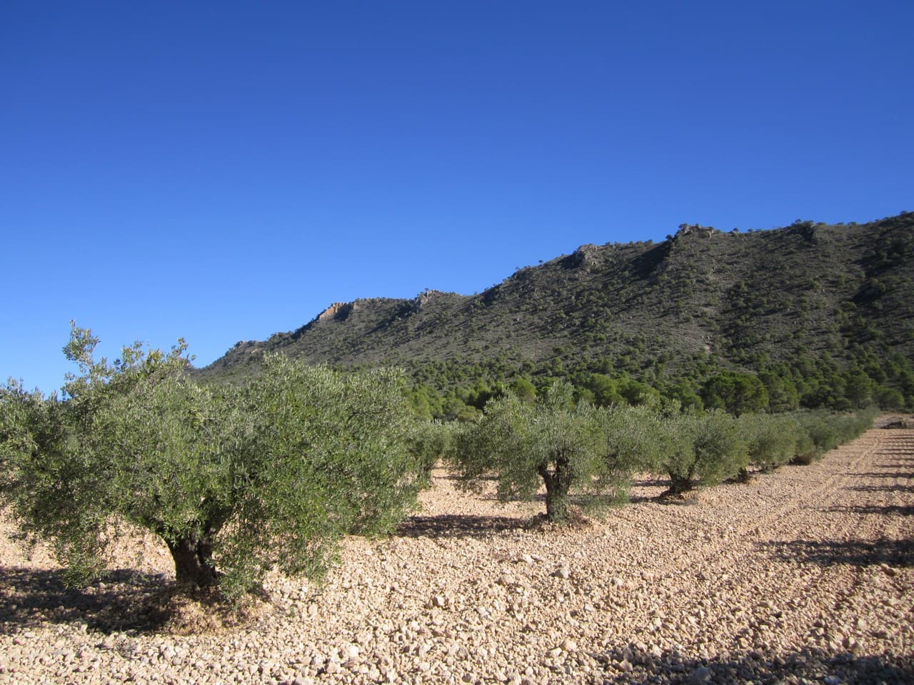 Olive orchard near Yecla of app. 6150 m2. Features adult olive trees, healthy, pruned, in full production. The orchard is well-maintained, offering a wonderful investment with a quick return or a source for own agricultural ventures. The parcel boasts excellent views and could host your caravan or campervan. Due to its size, this property is not a building parcel.About the area: Yecla is renowned for its wine production, historical landmarks, and vibrant local culture. The surrounding natural landscapes provide opportunities for outdoor activities, while the town itself offers all necessary services, including schools, shops, and restaurants. This property combines the tranquility of countryside living with easy access to modern amenities.About us: We have a large portfolio of properties in the Costa Blanca and Costa Calida areas, specialising in country properties, villas, fincas, building plots and design and build options in the Alicante and Murcia regions with a particular emphasis on Elda, Monovar, Pinoso, Sax, Villena, Aspe, Fortuna, Albacete and many more surrounding areas. We have been established since 2004 and have decades of experience between the team which we bring to bear to help you find and secure your new dream home. We help you every step of the way to make sure your purchase in Spain is safe and hassle free. We are not here to sell you a property, we are here to help you realise your dream and find what is right for you. With us you are in the safest hands. Contact us now to have a no obligation chat about how you too can realise your dreams.