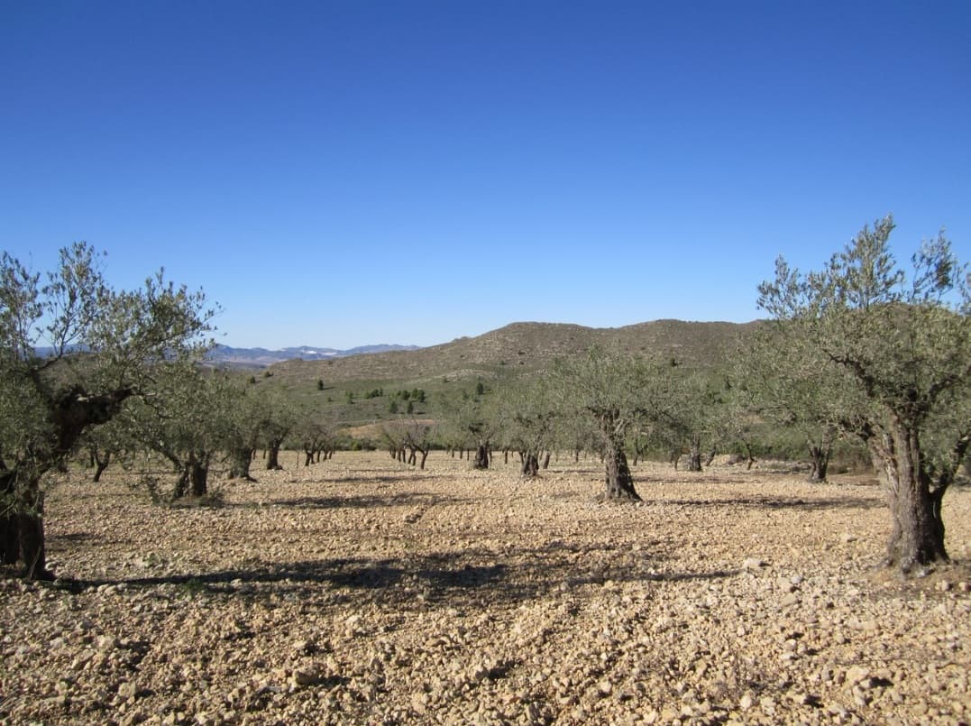 Land of app. 20050 m2 near Villena. Features adult olive and almond trees, healthy, pruned, in full production. The orchard is well-maintained, offering a wonderful investment with a quick return or a source for own agricultural ventures. The parcel boasts excellent mountain views. Due to its size, this property could serve as a building parcel.About the area: Villena, located in the Alicante province, offers a charming blend of history, modern amenities, and picturesque landscapes. Known for its rich cultural heritage, and stunning medieval castle, Villena provides a tranquil yet vibrant lifestyle. The town boasts excellent transport links, including easy access to major highways and the Alicante airport, making it ideal for both full-time living and vacation homes with authentic Spanish experience.About us: We have a large portfolio of properties in the Costa Blanca and Costa Calida areas, specialising in country properties, villas, fincas, building plots and design and build options in the Alicante and Murcia regions with a particular emphasis on Elda, Monovar, Pinoso, Sax, Villena, Aspe, Fortuna, Albacete and many more surrounding areas. We have been established since 2004 and have decades of experience between the team which we bring to bear to help you find and secure your new dream home. We help you every step of the way to make sure your purchase in Spain is safe and hassle free. We are not here to sell you a property, we are here to help you realise your dream and find what is right for you. With us you are in the safest hands. Contact us now to have a no obligation chat about how you too can realise your dreams.