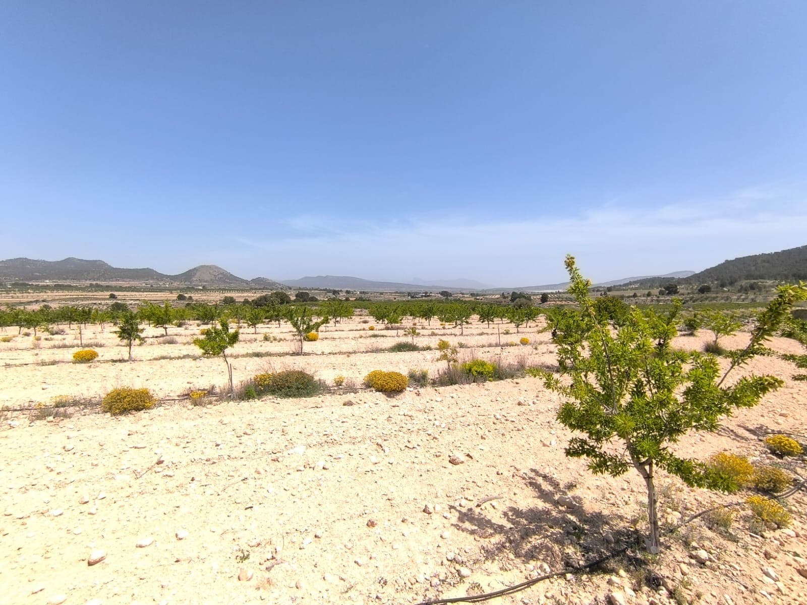 We offer this ecological almond orchard and potential building parcel located between Pinoso and Monovar, belonging to Monovar municipality. The plot of almost 15.000 m2 located in a tranquil environment with stunning mountain views has an irrigation water, access is by a dirt road, 8 min ride from Pinoso, 12 min from Monovar. The land is planted with young almond trees in full production, watered with a modern irrigation system.About the area: Monovar (Alicante, Spain), known for its stunning countryside, and welcoming atmosphere, offers a perfect blend of traditional Spanish culture and modern conveniences. Surrounded by picturesque vineyards and rolling hills, the town is renowned for its quality of life, with excellent local amenities, schools, and easy access to both the vibrant cities of Alicante and Elche, as well as airport and Mediterranean beaches. The region Spain is a major producer of fruits, vegetables, and nuts. Almond trees are particularly important, as local dry, warm climate, and fertile soil are ideal for their cultivation.About us: We have a large portfolio of properties in the Costa Blanca and Costa Calida areas, specialising in country properties, villas, fincas, building plots and design and build options in the Alicante and Murcia regions with a particular emphasis on Elda, Monovar, Pinoso, Sax, Villena, Aspe, Fortuna, Albacete and many more surrounding areas. We have been established since 2004 and have decades of experience between the team which we bring to bear to help you find and secure your new dream home. We help you every step of the way to make sure your purchase in Spain is safe and hassle free. We are not here to sell you a property, we are here to help you realise your dream and find what is right for you. With us you are in the safest hands. Contact us now to have a no obligation chat about how you too can realise your dreams.
