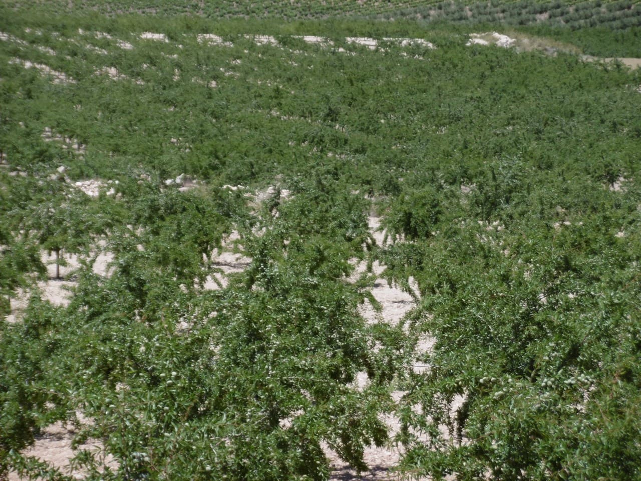 Spectacular agricultural opportunity! Introducing 48.5 ha of ecological almond plantations in full production! The property features 10500 almond trees of the self-fertile varieties "antoñeta", "vairo", "constantí" y "guara", 8-9 years old. The orchard has valid ecological certification. Part of the property is a solid warehouse of 350 m2.Don't hesitate to contact us to arrange a viewing!About the area: Murcia region in southeastern Spain is a major producer of fruits, vegetables, and nuts. Almond trees are particularly important, as Murcia's dry, warm, Mediterranean climate, and fertile soil are ideal for their cultivation. The region is one of Europe's leading producers of almonds, contributing significantly to both local and international markets.About us: We have a large portfolio of properties in the Costa Blanca and Costa Calida areas, specialising in country properties, villas, fincas, building plots and design and build options in the Alicante and Murcia regions with a particular emphasis on Elda, Monovar, Pinoso, Sax, Villena, Aspe, Fortuna, Albacete and many more surrounding areas. We have been established since 2004 and have decades of experience between the team which we bring to bear to help you find and secure your new dream home. We help you every step of the way to make sure your purchase in Spain is safe and hassle free. We are not here to sell you a property, we are here to help you realise your dream and find what is right for you. With us you are in the safest hands. Contact us now to have a no obligation chat about how you too can realise your dreams.