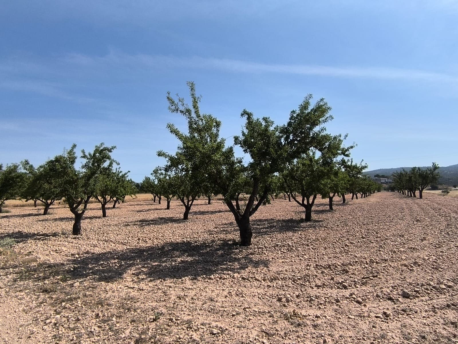This 4,780 m² plot is located just outside Monóvar and is designated for agricultural use only. While it is not buildable, it includes access to irrigation water, making it a practical choice for growing crops, planting trees, or other farming activities. The size and access to water make it ideal for hobby farmers or anyone looking to cultivate a manageable piece of land.The area around Monóvar is known for its agricultural heritage, with olive trees, vineyards, and almond groves common throughout the region. The plot is easily accessible and only a short drive from the town of Monóvar, which offers supermarkets, schools, restaurants, and medical facilities. Alicante city and the coast are also within reach, just 35–40 minutes away by car. This is a great opportunity to own productive land in a well-connected rural setting.We have a large portfolio of properties in the Costa Blanca and Costa Calida areas, specialising in country properties, villas, fincas, building plots and design and build options in the Alicante and Murcia regions with a particular emphasis on Elda, Monovar, Pinoso, Sax, Villena, Aspe, Fortuna, Albacete and many more surrounding areas. We have been established since 2004 and have decades of experience between the team which we bring to bear to help you find and secure your new dream home. We help you every step of the way to make sure your purchase in Spain is safe and hassle free. We are not here to sell you a property, we are here to help you realise your dream and find what is right for you. With us you are in the safest hands. Contact us now to have a no obligation chat about how you too can realise your dreams.