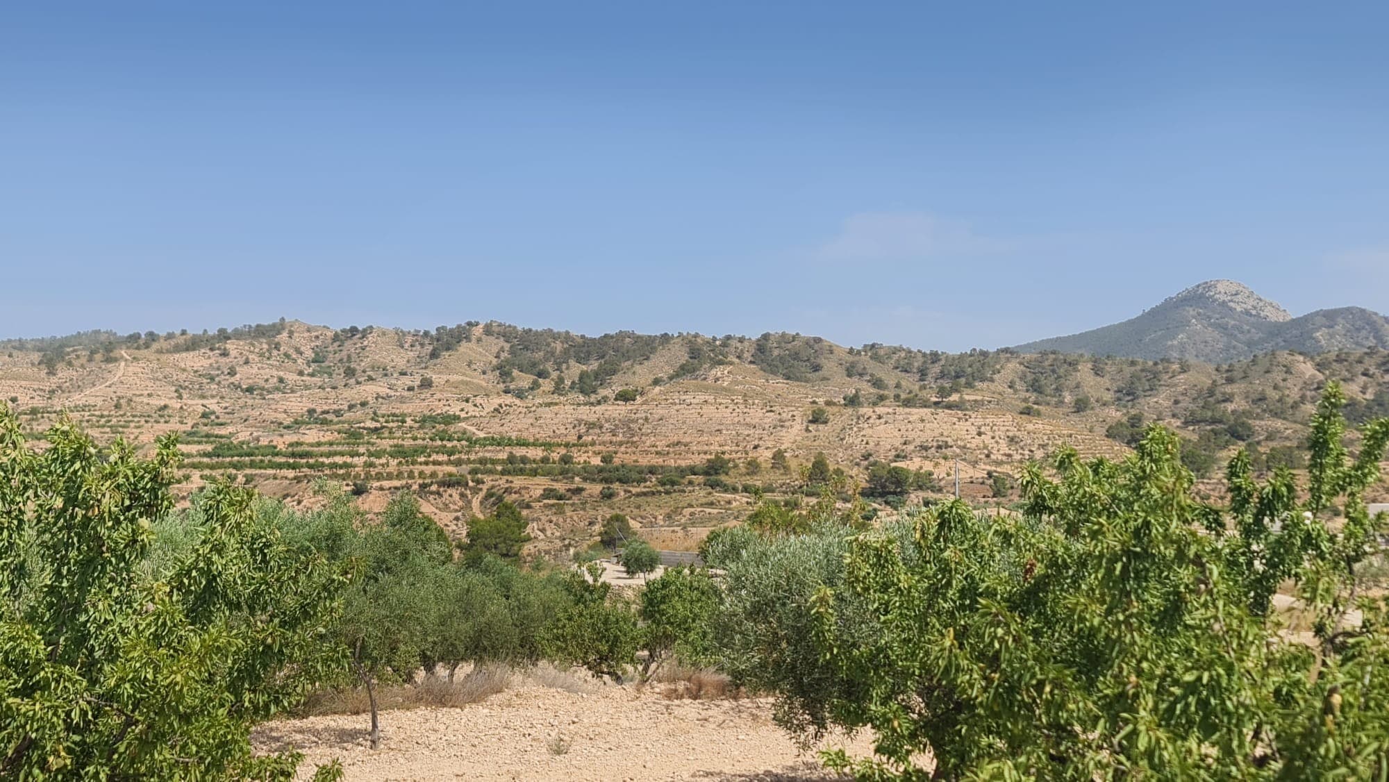 Buildable Plot with Olive and Almond Trees – Macisvenda, Abanilla (Murcia)This 5,900 m² plot is located in the peaceful countryside of Macisvenda, part of the municipality of Abanilla in Murcia. The land is classified as buildable, offering the opportunity to construct your ideal home in a rural setting. The plot features mature olive and almond trees, has access via a short dirt track road, mains irrigation water and an electricity connection point is available nearby. Walking distance to the village. The size and natural layout of the land allow for flexibility in design while keeping a sense of privacy and space. Whether you're looking to build a country house, a holiday retreat, or an investment project, this property provides a solid starting point in a well-connected yet tranquil area.About the Area: Macisvenda is a small, traditional village surrounded by vineyards, orchards, and open landscapes. It forms part of the larger Abanilla region in Murcia, known for its agricultural heritage and relaxed lifestyle. The area is perfect for those looking to enjoy nature, sunshine, and a slower pace of life. Local amenities are within easy reach, and larger towns like Fortuna and Abanilla are just a short drive away, with Murcia city and Alicante airport also accessible by car.We have a large portfolio of properties in the Costa Blanca and Costa Calida areas, specialising in country properties, villas, fincas, building plots and design and build options in the Alicante and Murcia regions with a particular emphasis on Elda, Monovar, Pinoso, Sax, Villena, Aspe, Fortuna, Albacete and many more surrounding areas. We have been established since 2004 and have decades of experience between the team which we bring to bear to help you find and secure your new dream home. We help you every step of the way to make sure your purchase in Spain is safe and hassle free. We are not here to sell you a property, we are here to help you realise your dream and find what is right for you. With us you are in the safest hands. Contact us now to have a no obligation chat about how you too can realise your dreams.