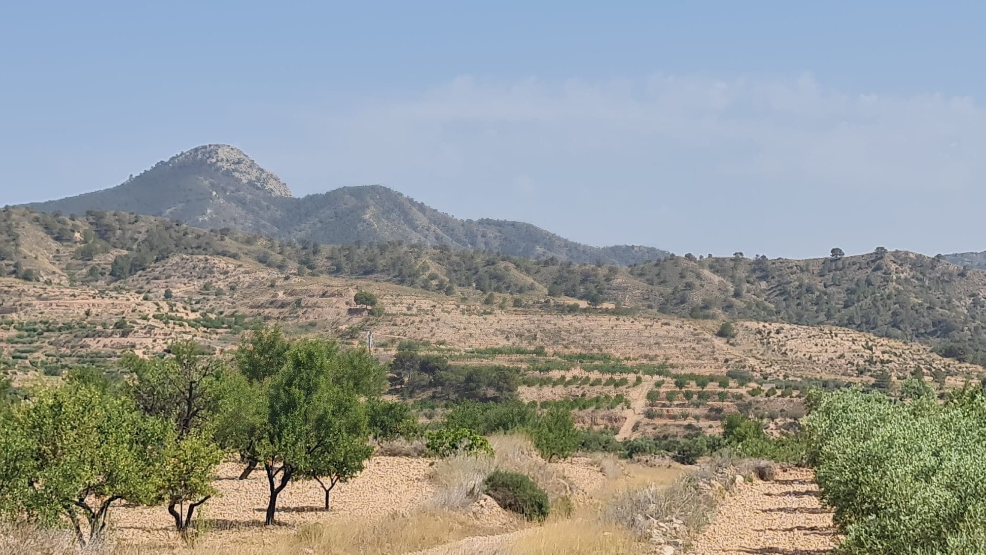 Buildable Plot with Olive and Almond Trees – Macisvenda, Abanilla (Murcia)This 6,400 m² plot is located in the peaceful countryside of Macisvenda, part of the municipality of Abanilla in Murcia. The land is classified as buildable, offering the opportunity to construct your ideal home in a rural setting. The plot features mature olive trees, has access via a tarmac road, mains irrigation water and an electricity connection point is available nearby. Walking distance to the village. The size and natural layout of the land allow for flexibility in design while keeping a sense of privacy and space. Whether you're looking to build a country house, a holiday retreat, or an investment project, this property provides a solid starting point in a well-connected yet tranquil area.About the Area: Macisvenda is a small, traditional village surrounded by vineyards, orchards, and open landscapes. It forms part of the larger Abanilla region in Murcia, known for its agricultural heritage and relaxed lifestyle. The area is perfect for those looking to enjoy nature, sunshine, and a slower pace of life. Local amenities are within easy reach, and larger towns like Fortuna and Abanilla are just a short drive away, with Murcia city and Alicante airport also accessible by car.We have a large portfolio of properties in the Costa Blanca and Costa Calida areas, specialising in country properties, villas, fincas, building plots and design and build options in the Alicante and Murcia regions with a particular emphasis on Elda, Monovar, Pinoso, Sax, Villena, Aspe, Fortuna, Albacete and many more surrounding areas. We have been established since 2004 and have decades of experience between the team which we bring to bear to help you find and secure your new dream home. We help you every step of the way to make sure your purchase in Spain is safe and hassle free. We are not here to sell you a property, we are here to help you realise your dream and find what is right for you. With us you are in the safest hands. Contact us now to have a no obligation chat about how you too can realise your dreams.